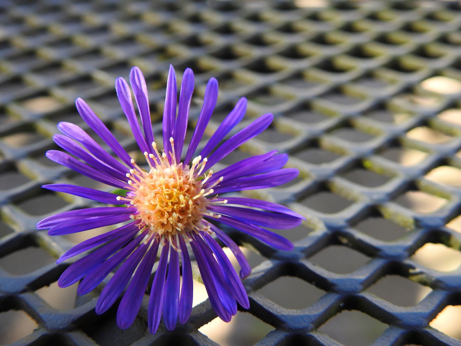 Nikon Coolpix P900 sample photo. Flower, blossom, bloom photography