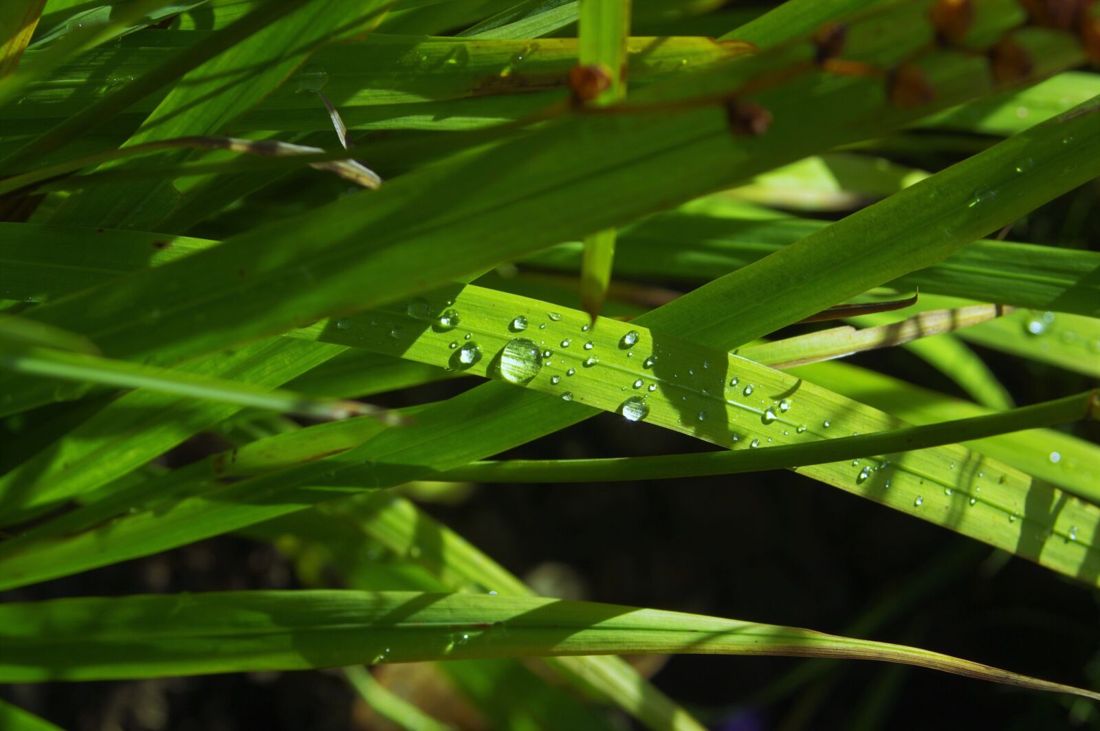 Pentax K-x sample photo. Dewdrop, plant, green photography