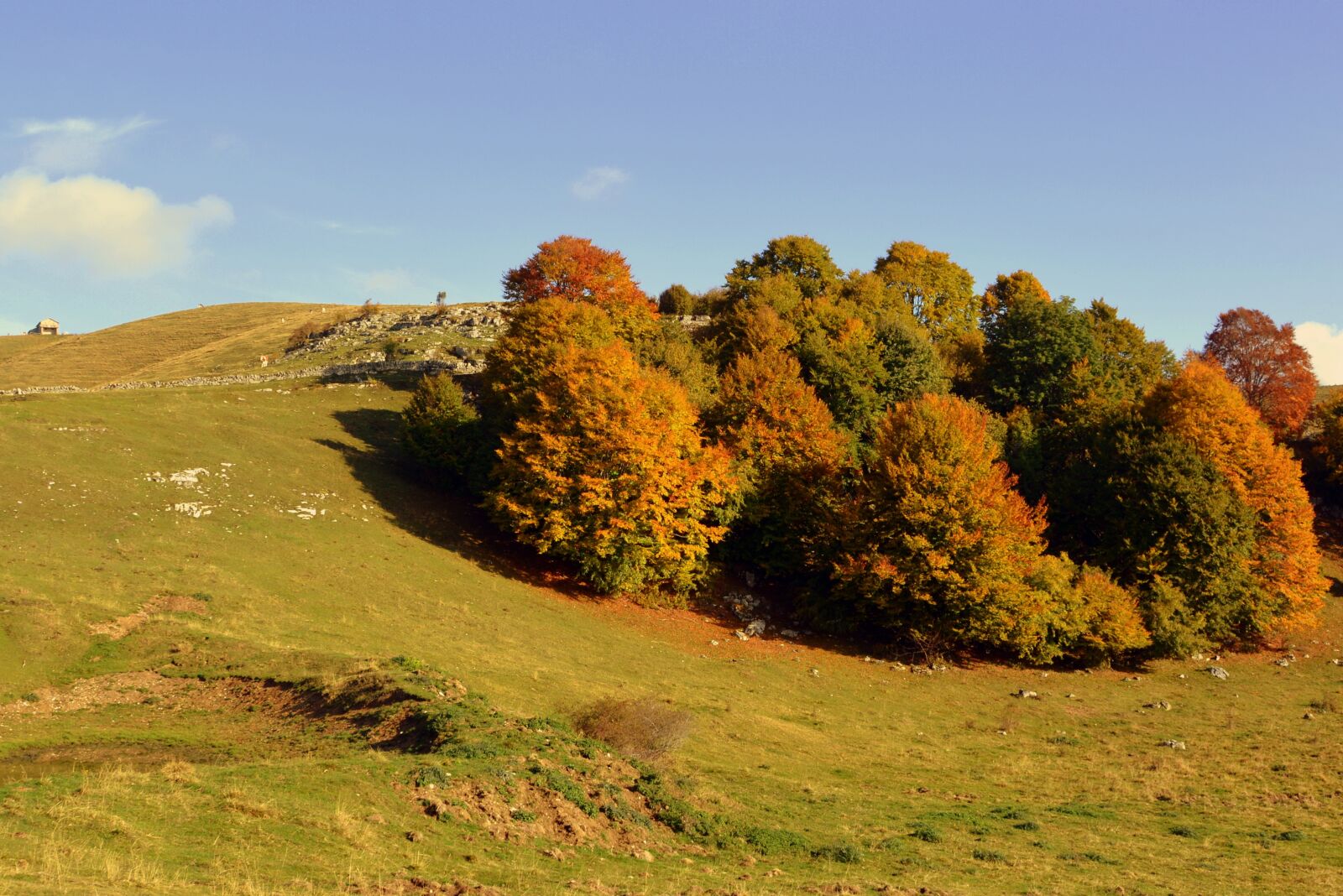 Nikon D7100 sample photo. Excursion, trees, autumn photography