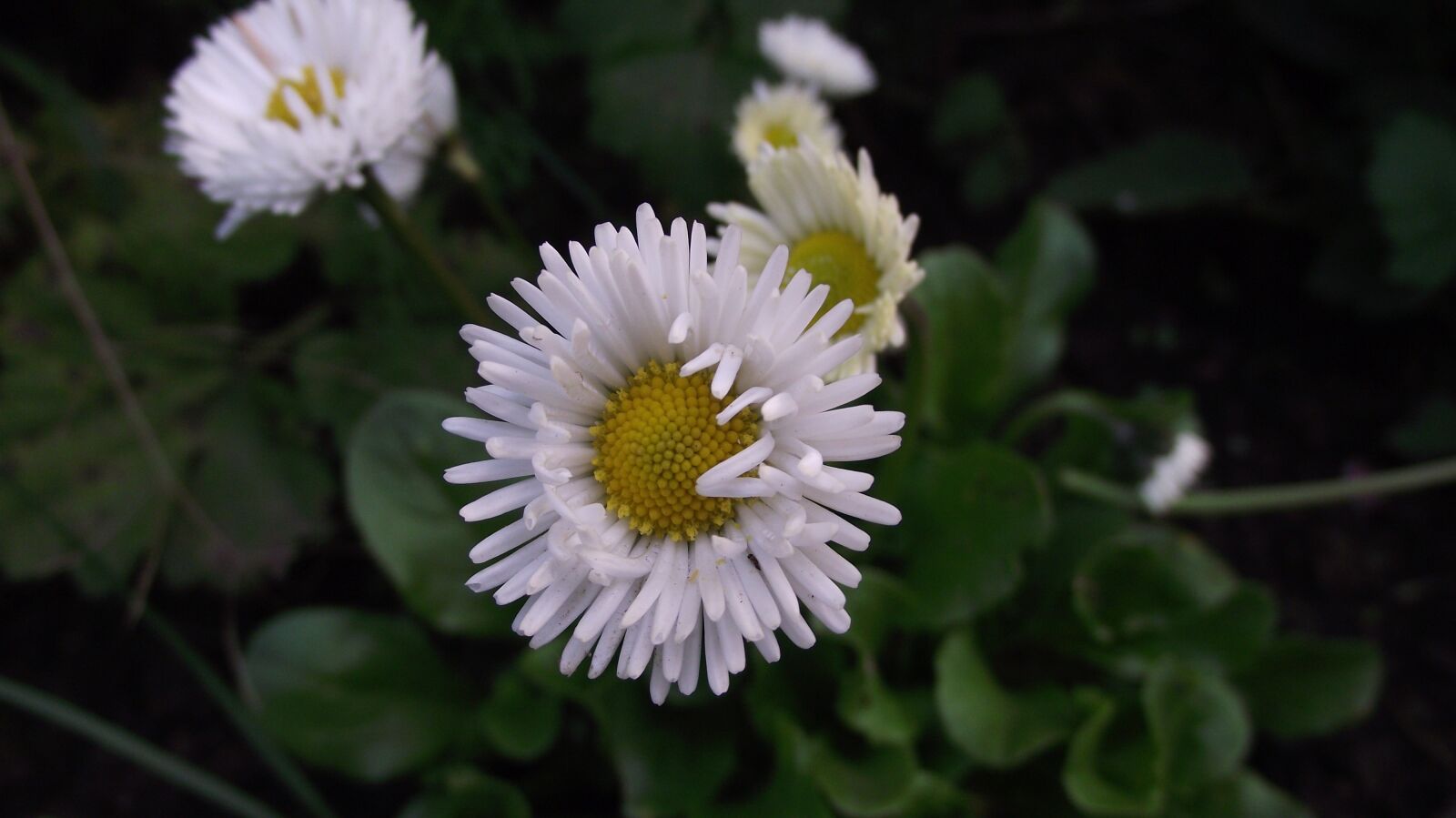 Fujifilm FinePix S1700 sample photo. Flower, white, green photography
