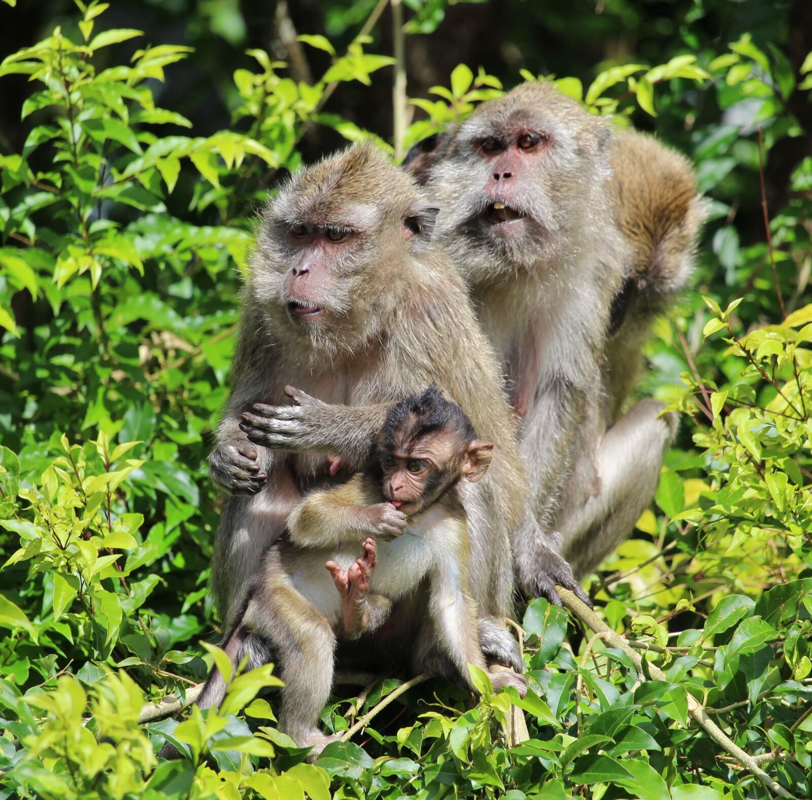 Canon EOS 1200D (EOS Rebel T5 / EOS Kiss X70 / EOS Hi) sample photo. Ape, monkey baby, mauritius photography