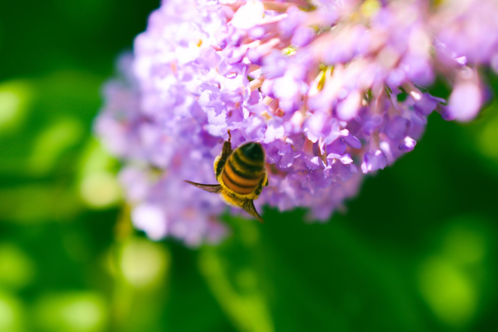 Nikon D5600 sample photo. Bee, flower, insect photography