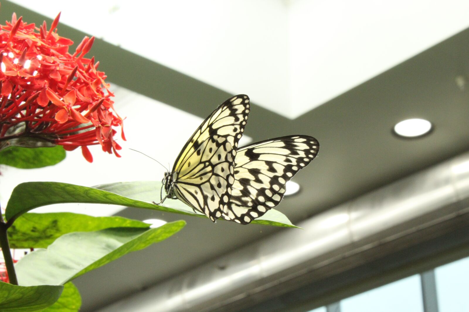 Canon EOS 1300D (EOS Rebel T6 / EOS Kiss X80) sample photo. Nature, butterfly, flower photography