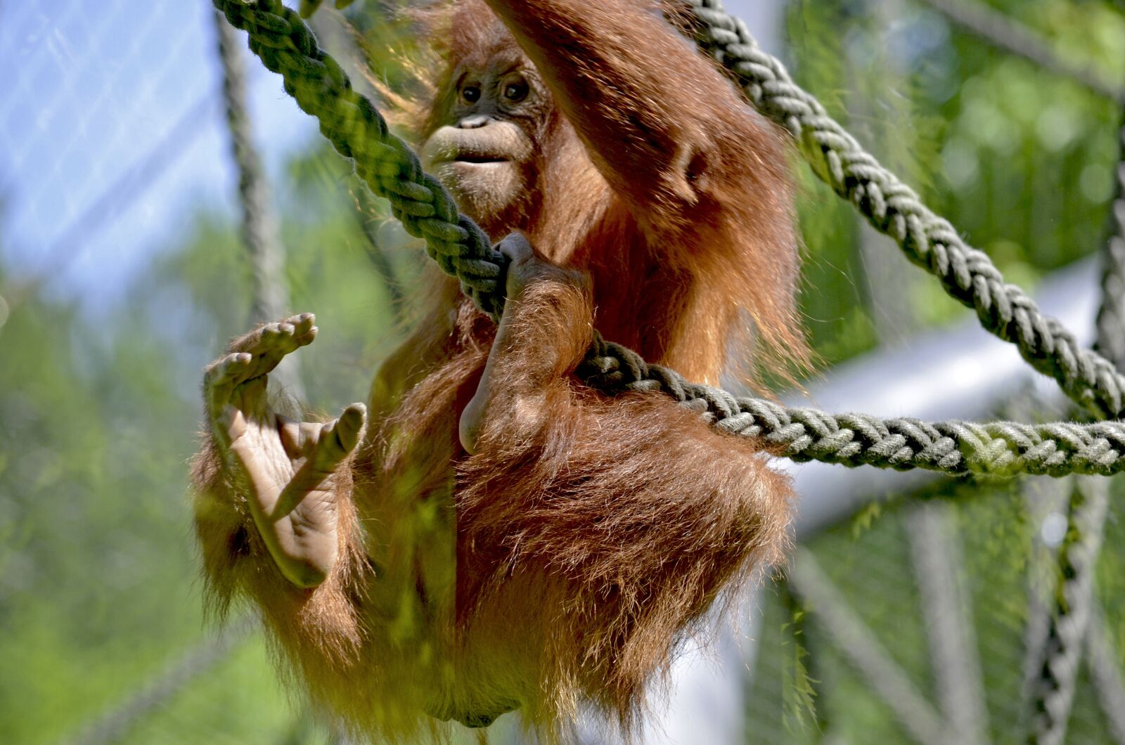 Nikon D5100 sample photo. Orang utan, forest human photography