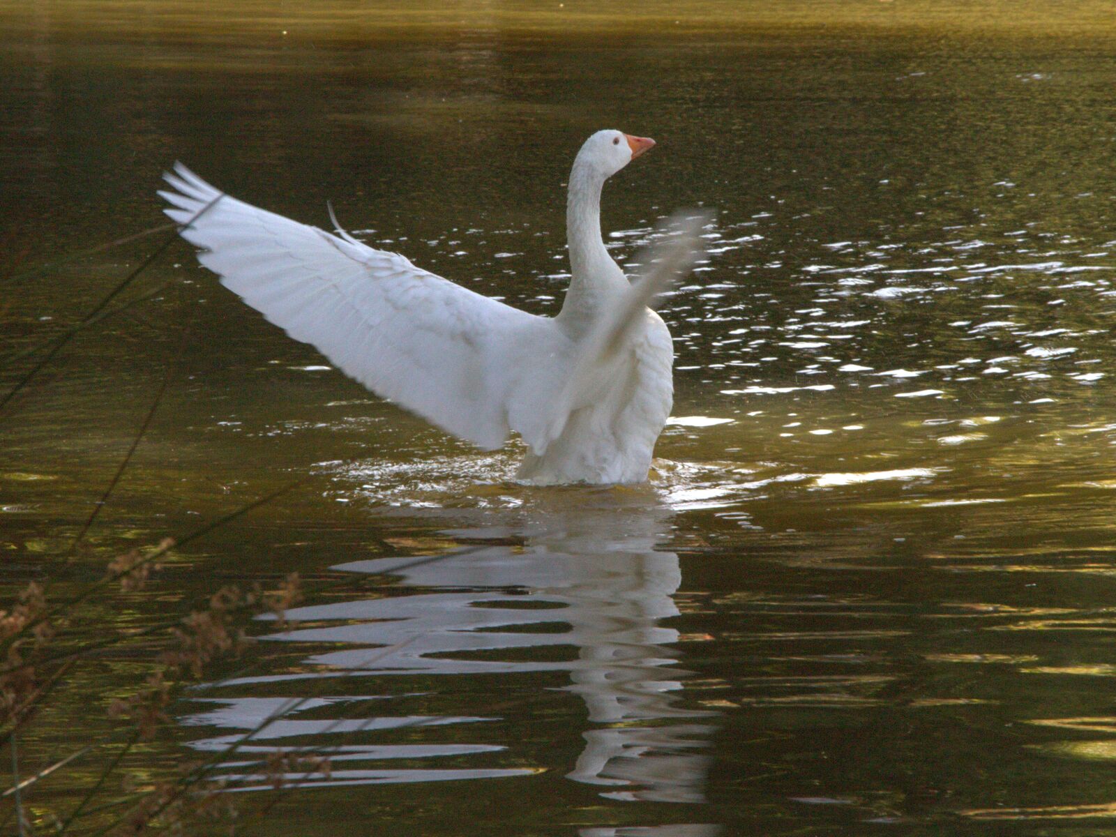 Canon EOS 700D (EOS Rebel T5i / EOS Kiss X7i) sample photo. Swan, water, wings photography