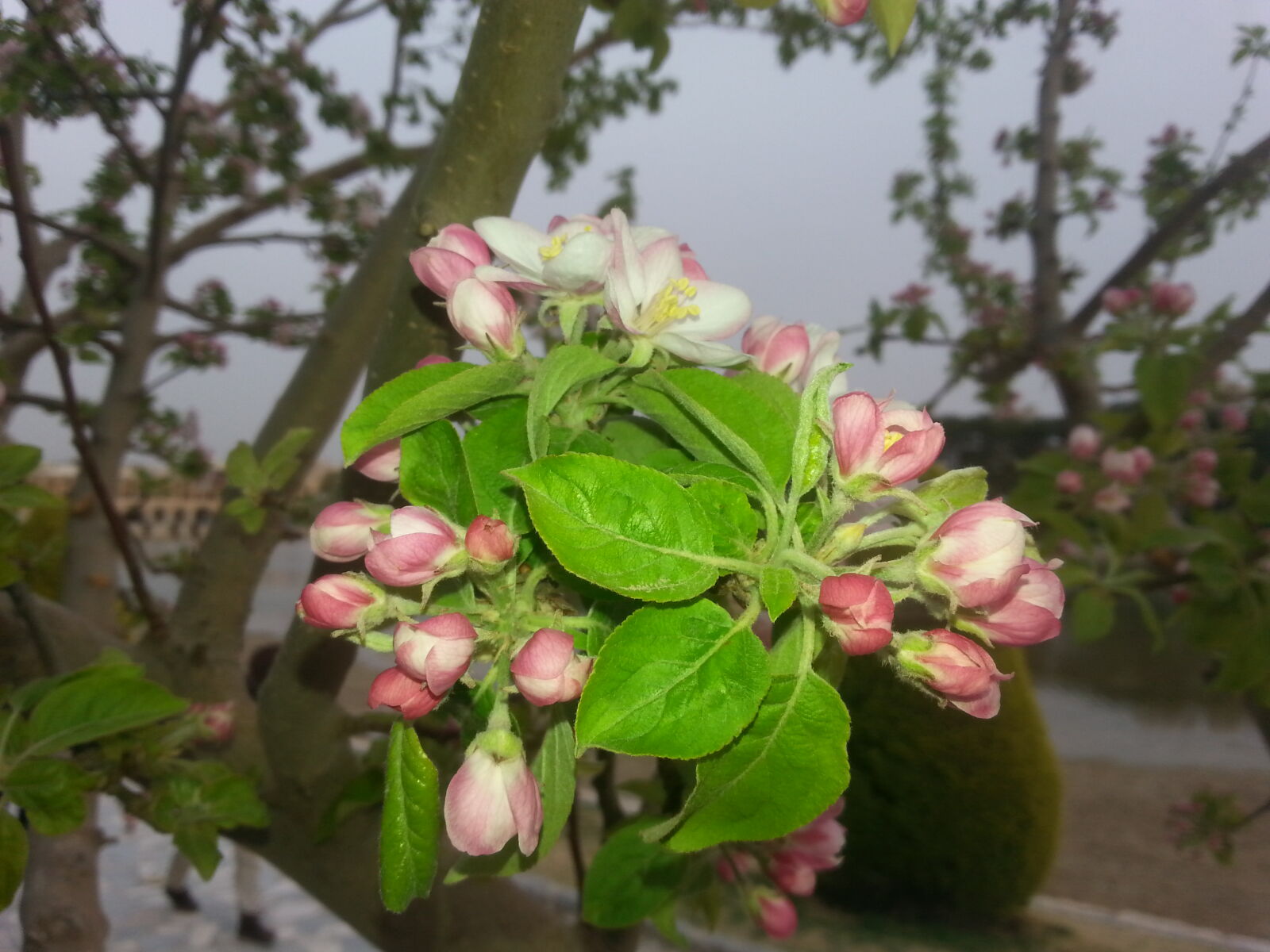 Samsung Galaxy S3 sample photo. Flower, iran, spring photography