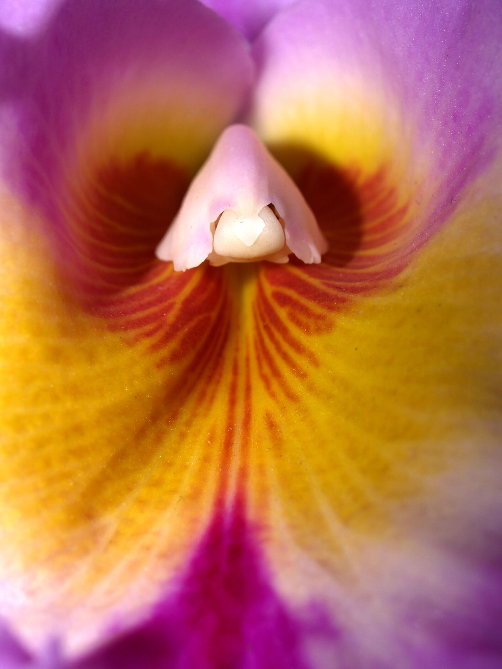 Olympus E-300 (EVOLT E-300) sample photo. Orchid, flower, bright photography