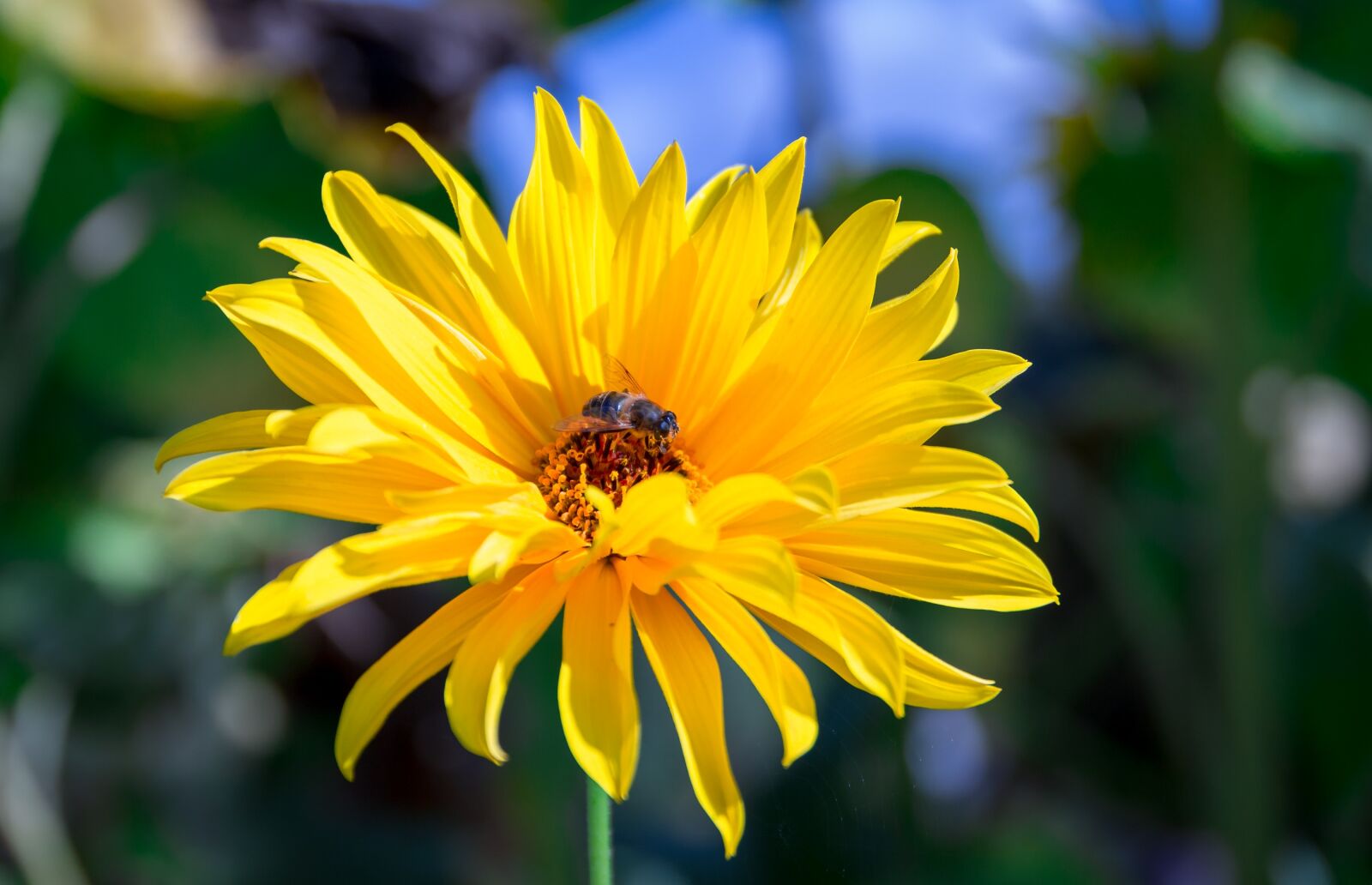 Canon EOS 700D (EOS Rebel T5i / EOS Kiss X7i) sample photo. Dahlia, yellow, bee photography