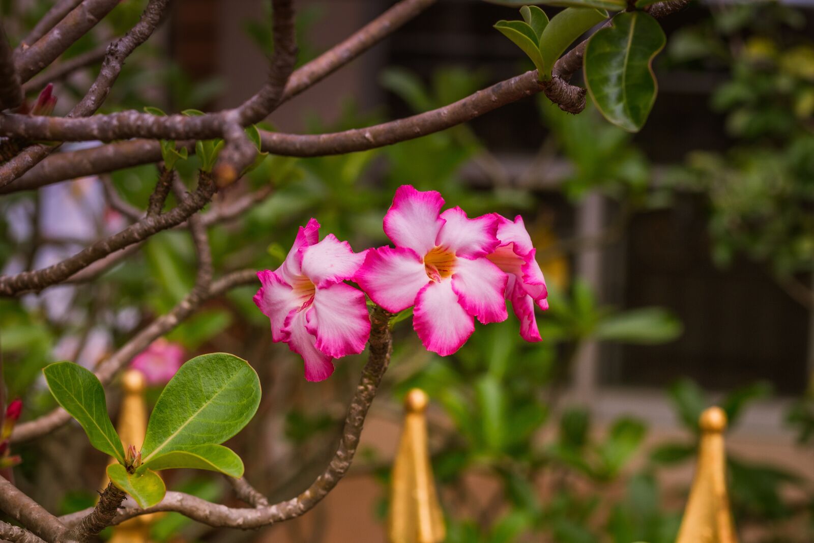 Canon EOS 700D (EOS Rebel T5i / EOS Kiss X7i) + Canon EF 50mm F1.8 STM sample photo. Invited to visit, flowers photography