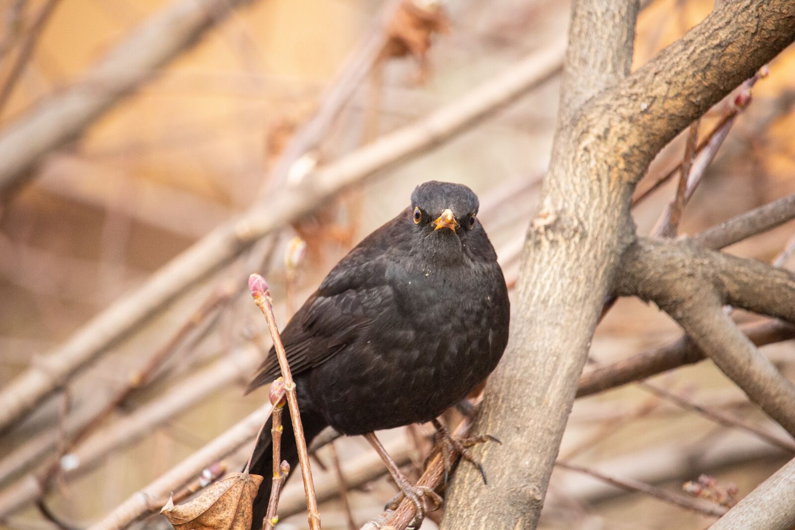 Canon EOS 100D (EOS Rebel SL1 / EOS Kiss X7) sample photo. Black bird, bird, nature photography