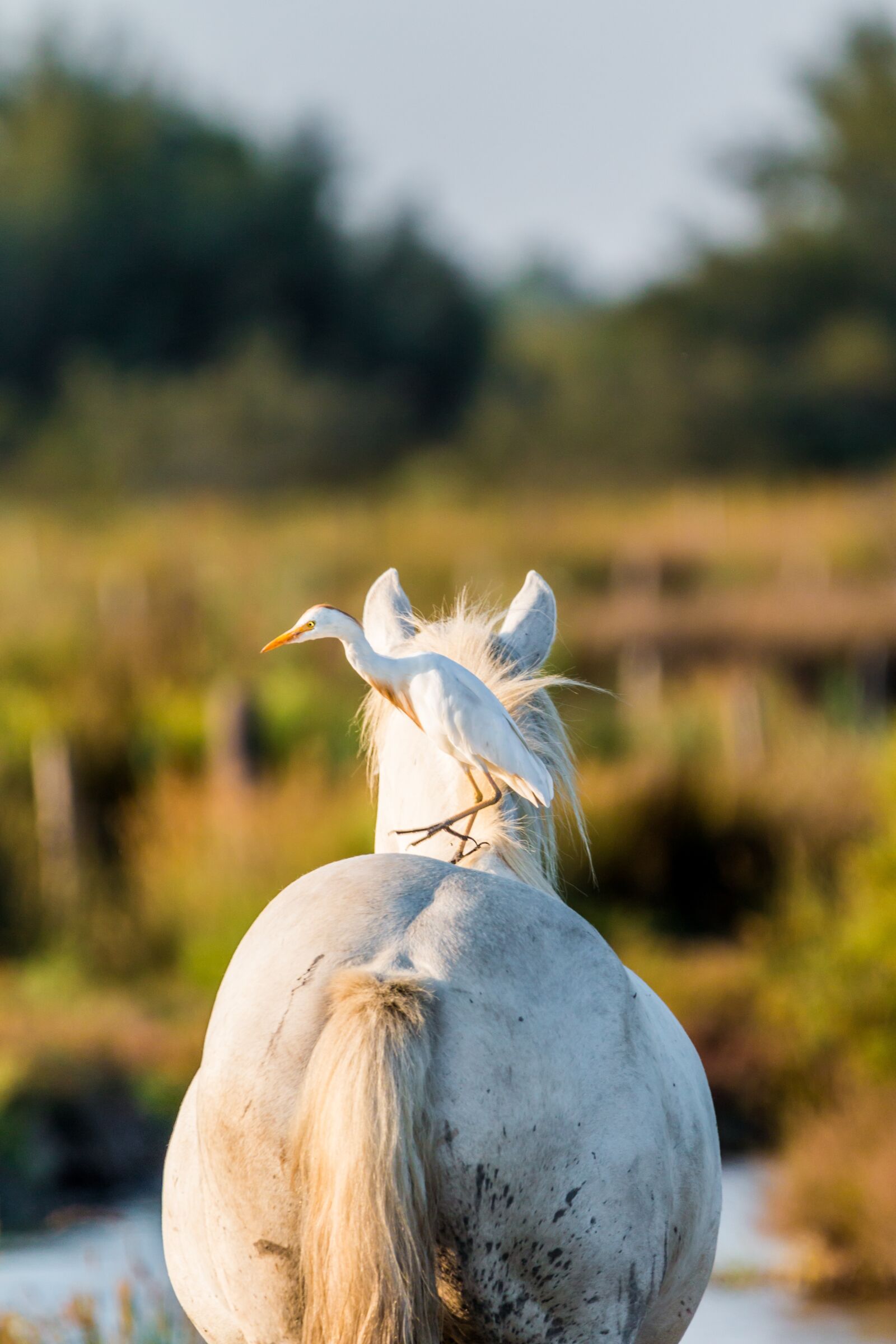 150-600mm F5-6.3 DG OS HSM | Contemporary 015 sample photo. Cattle egret, white horse photography