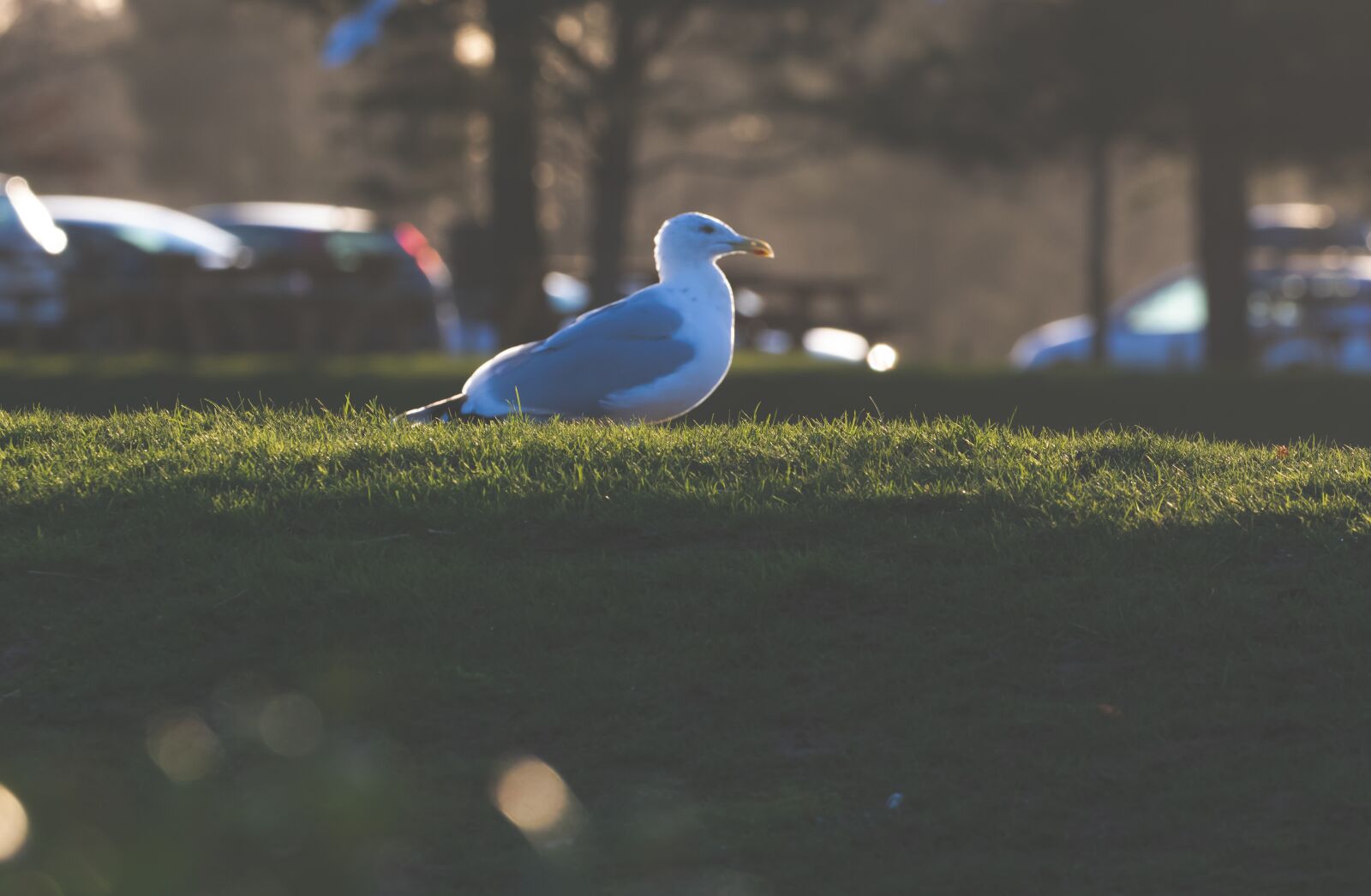 Canon EOS 7D Mark II sample photo. Gull on grass, birds photography