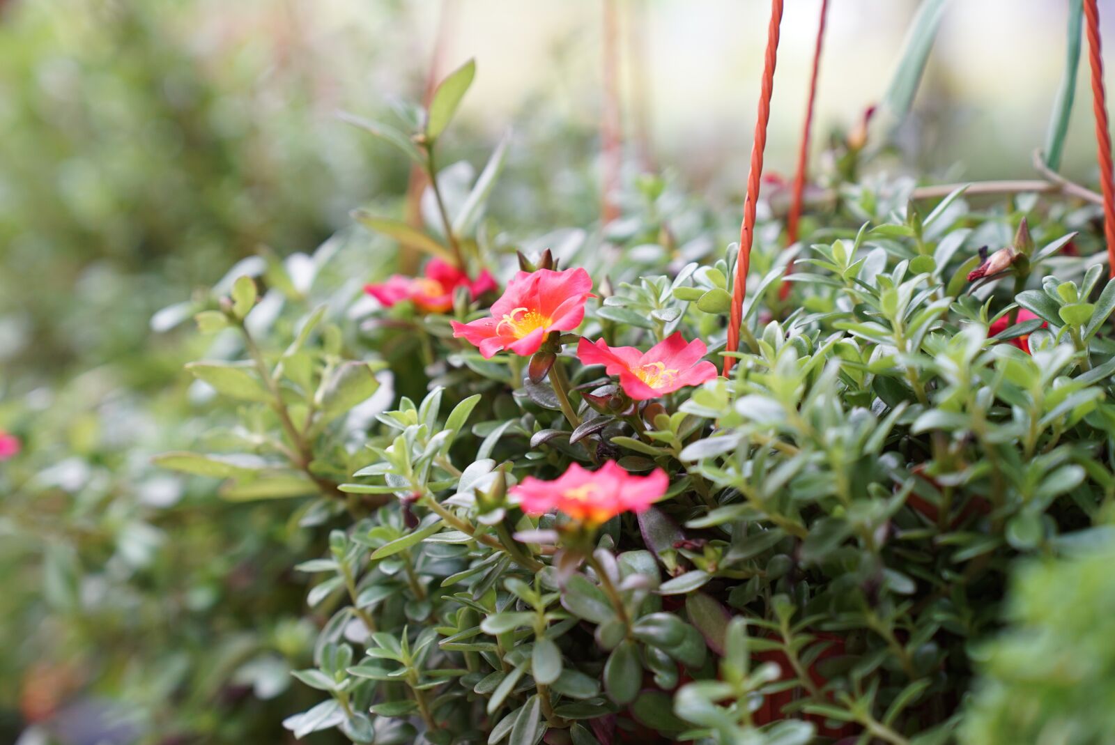 Sony a7S + Sony FE 24-70mm F2.8 GM sample photo. Hanging potted plants, small photography