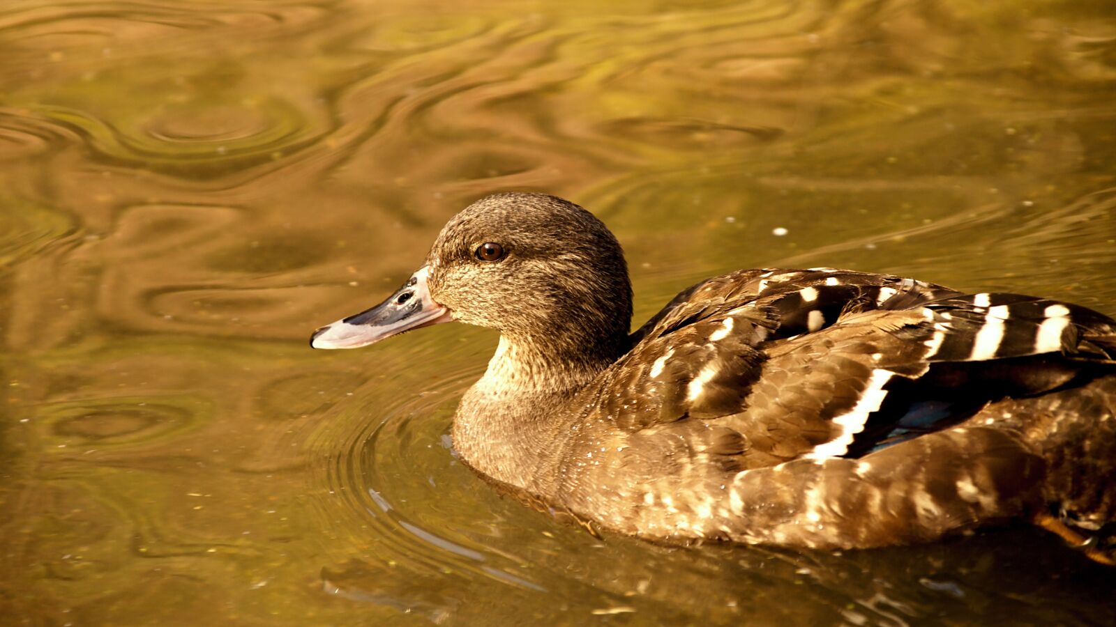 18.00 - 200.00 mm f/3.5 - 6.3 sample photo. Duck, water, ducks photography