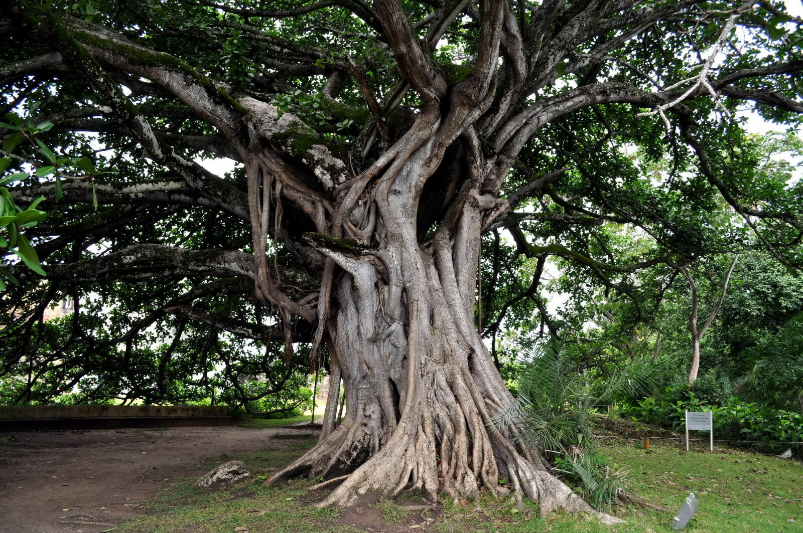 Nikon D5000 sample photo. Old tree, roots, nature photography