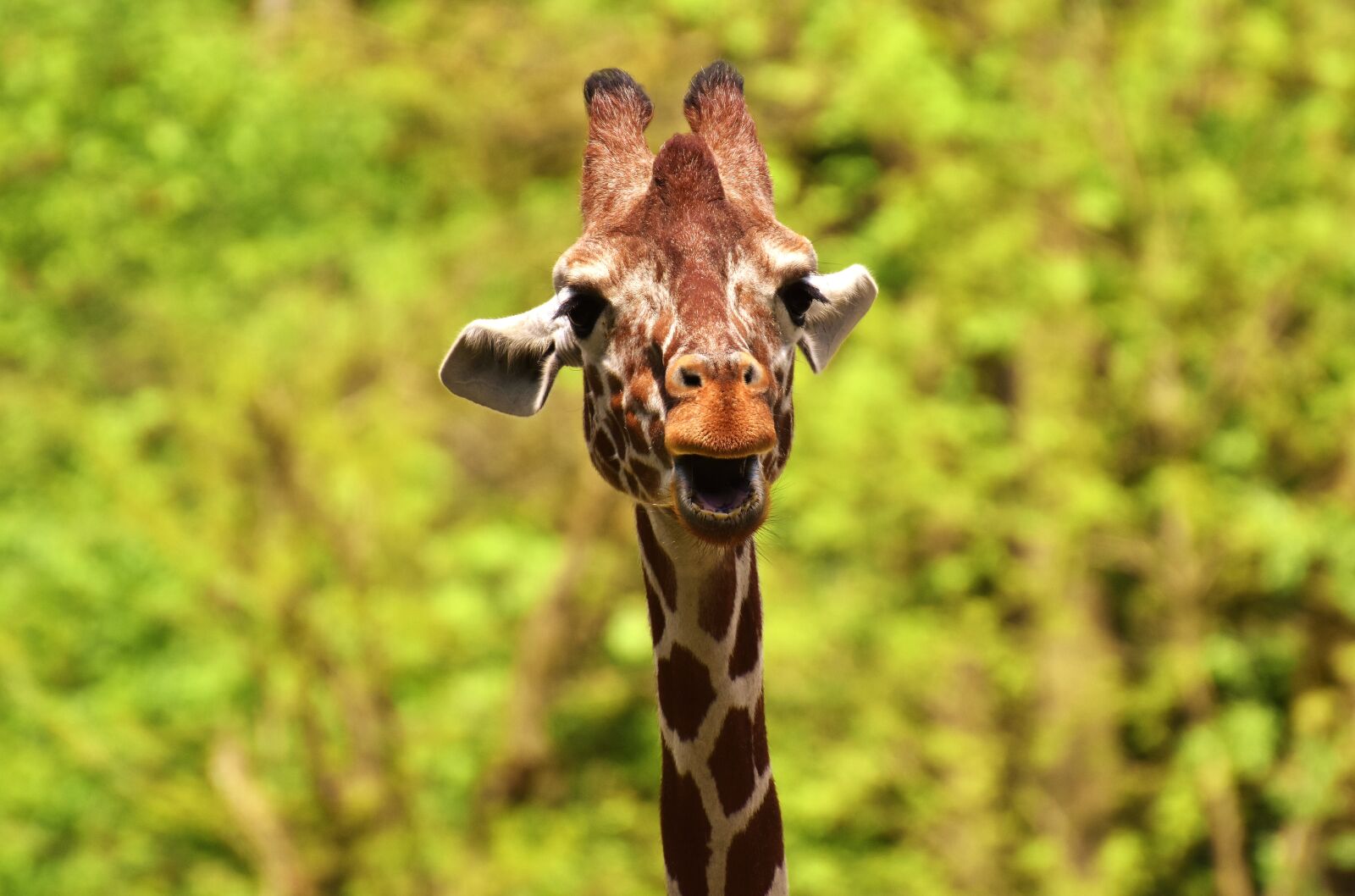 Nikon D7200 sample photo. Giraffe, wild animal, stains photography