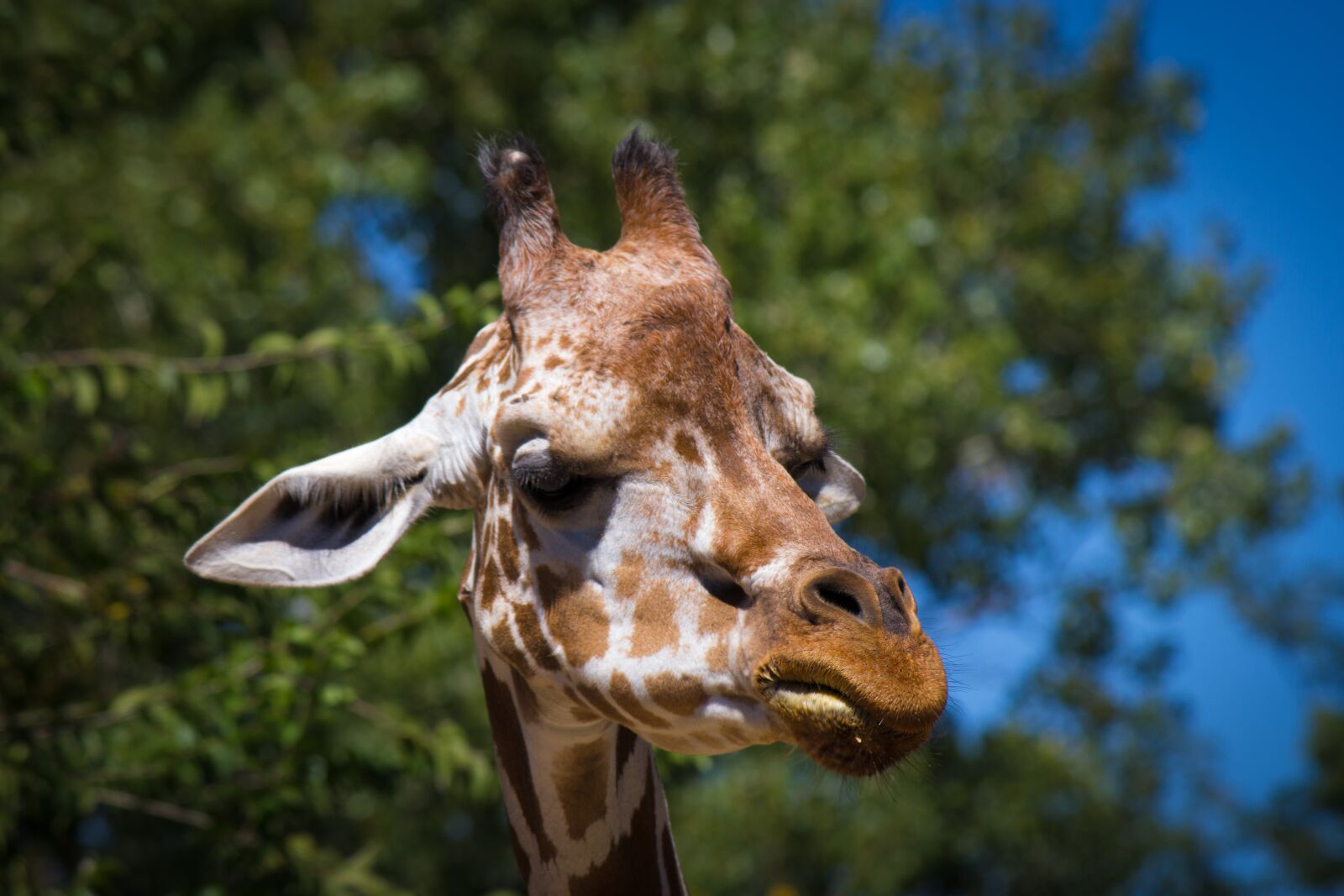 Canon EF-S 55-250mm F4-5.6 IS II sample photo. Giraffe, animal, zoo photography