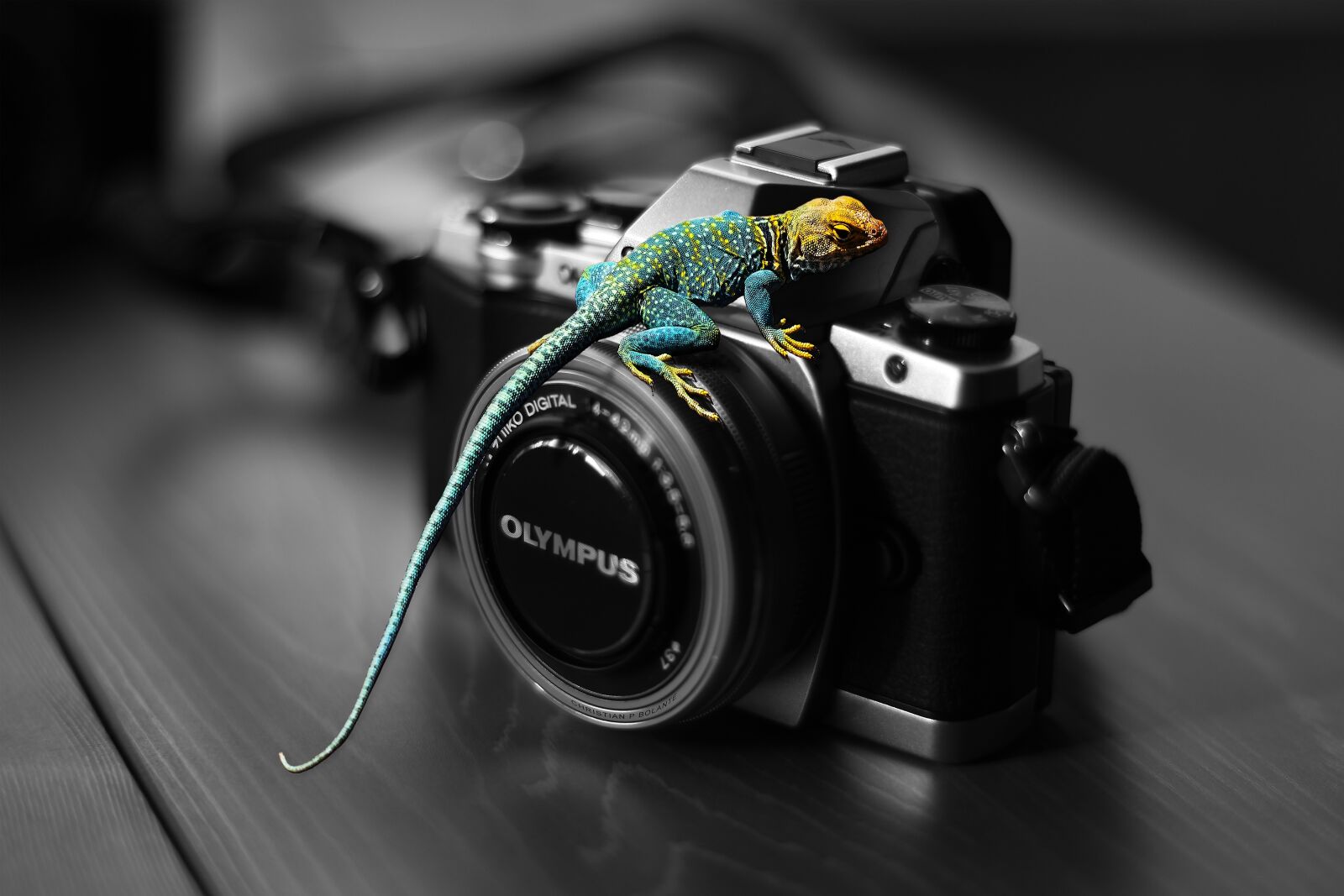Canon EOS 650D (EOS Rebel T4i / EOS Kiss X6i) + Canon EF 50mm F1.4 USM sample photo. Lizard, colored lizard, nature photography