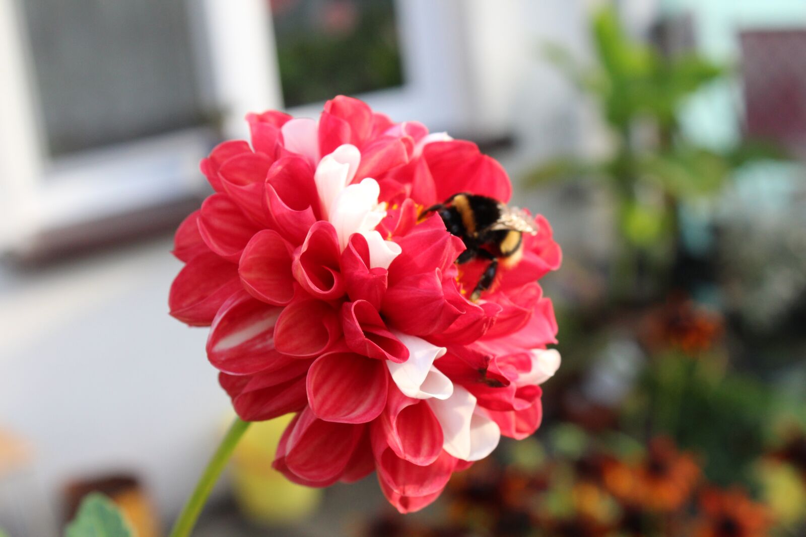 Canon EOS 1300D (EOS Rebel T6 / EOS Kiss X80) sample photo. Plants, beautiful flowers, garden photography