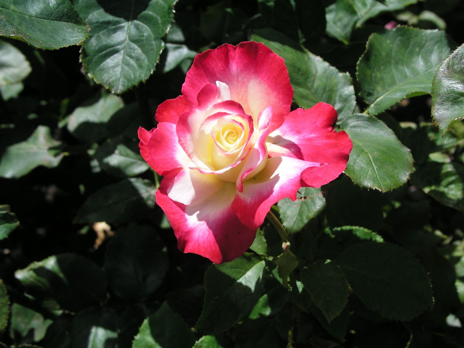 Olympus C5050Z sample photo. Rose, flower, bloom photography