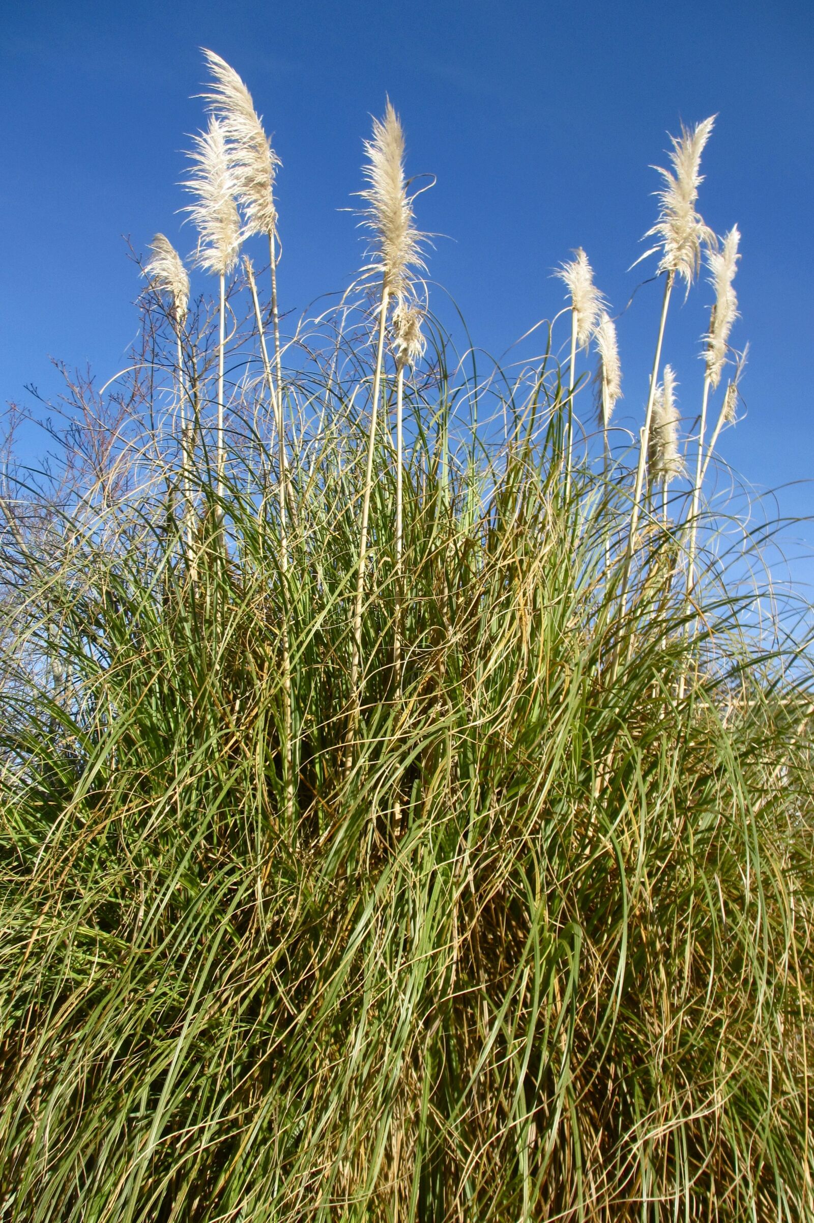 Canon PowerShot ELPH 310 HS (IXUS 230 HS / IXY 600F) sample photo. Bush, plant, outdoors photography