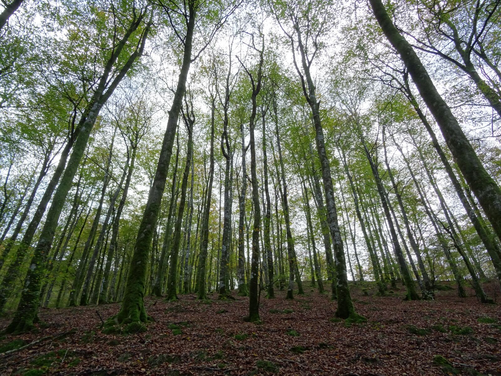 Sony DSC-HX60 sample photo. Forest, nature, trees photography