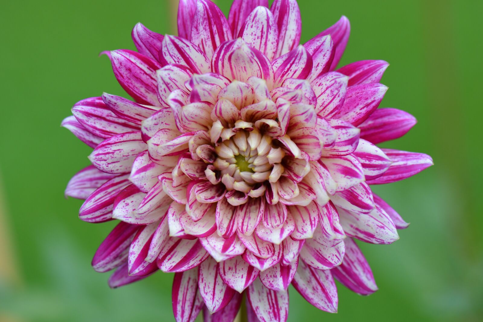 Nikon D5200 sample photo. Flower, nature, dahlia photography