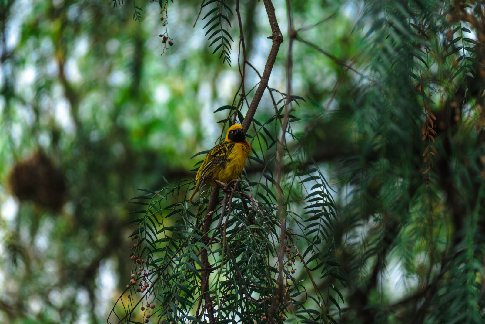 Leica V-Lux (Typ 114) sample photo. Africa, safari, bird photography