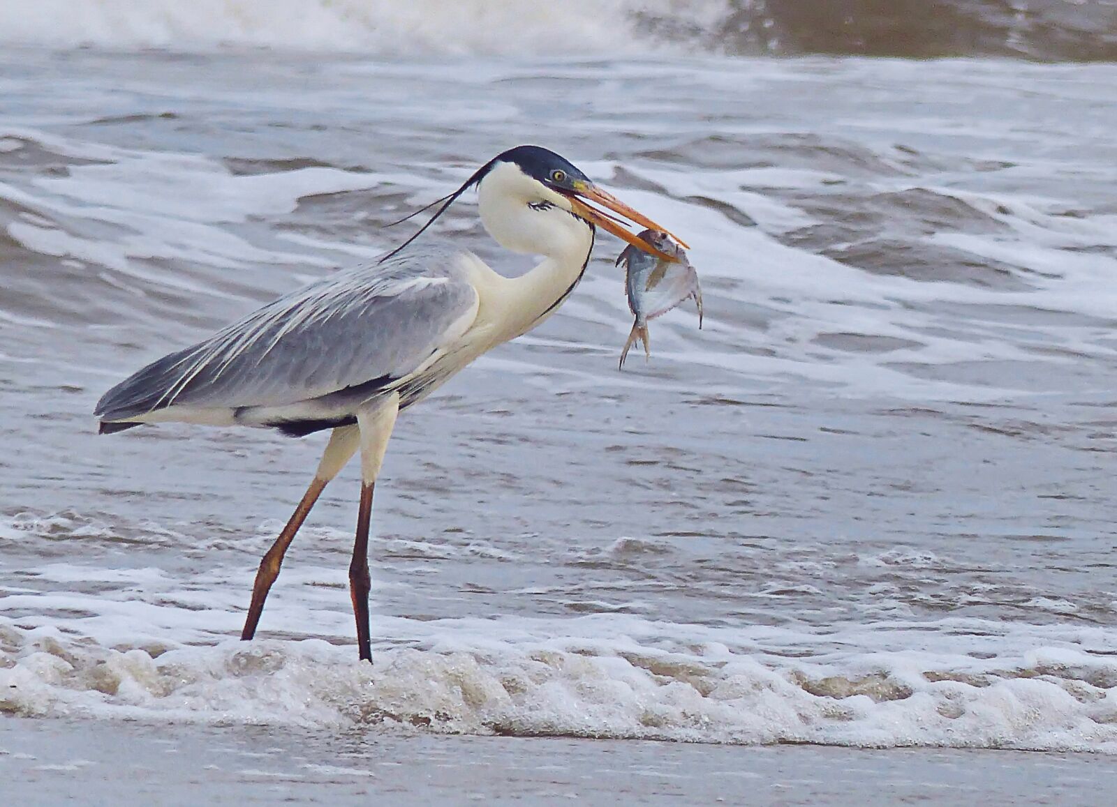 Panasonic Lumix DMC-FZ200 sample photo. Birds, body of water photography