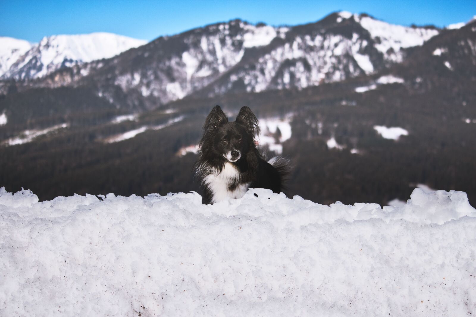 Canon EF-S 55-250mm F4-5.6 IS STM sample photo. Schneealpe, styria, dog photography