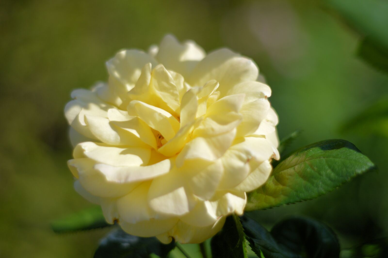 Nikon D3200 sample photo. Yellow, rose, garden photography