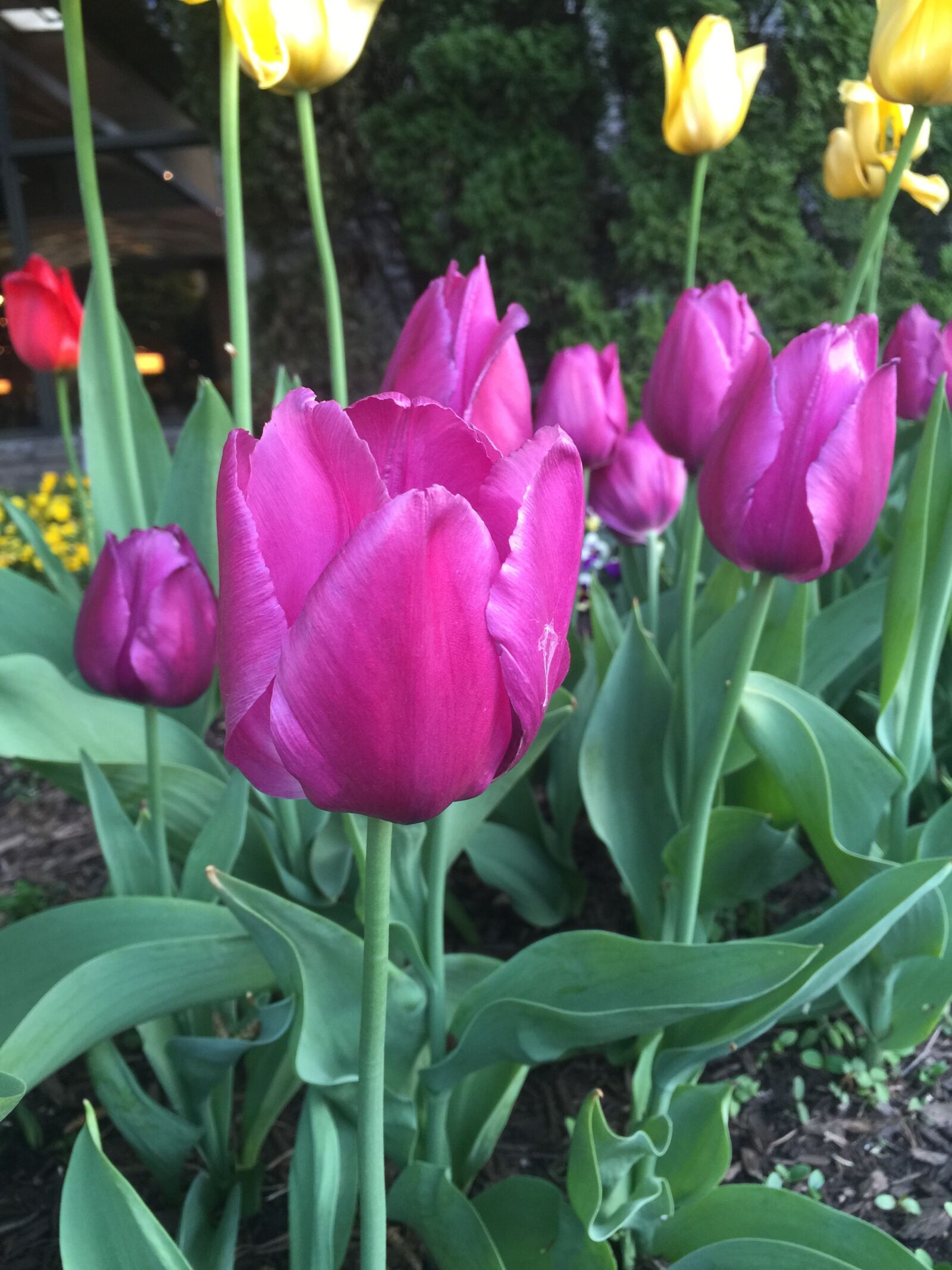 iPhone 6 Plus back camera 4.15mm f/2.2 sample photo. Flower, tulip, garden photography