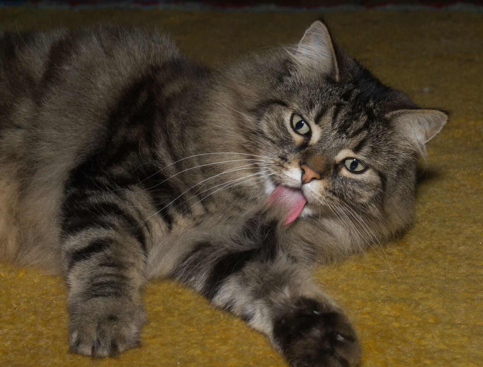 Sony DT 18-55mm F3.5-5.6 SAM II sample photo. Cat, norwegian forest cat photography