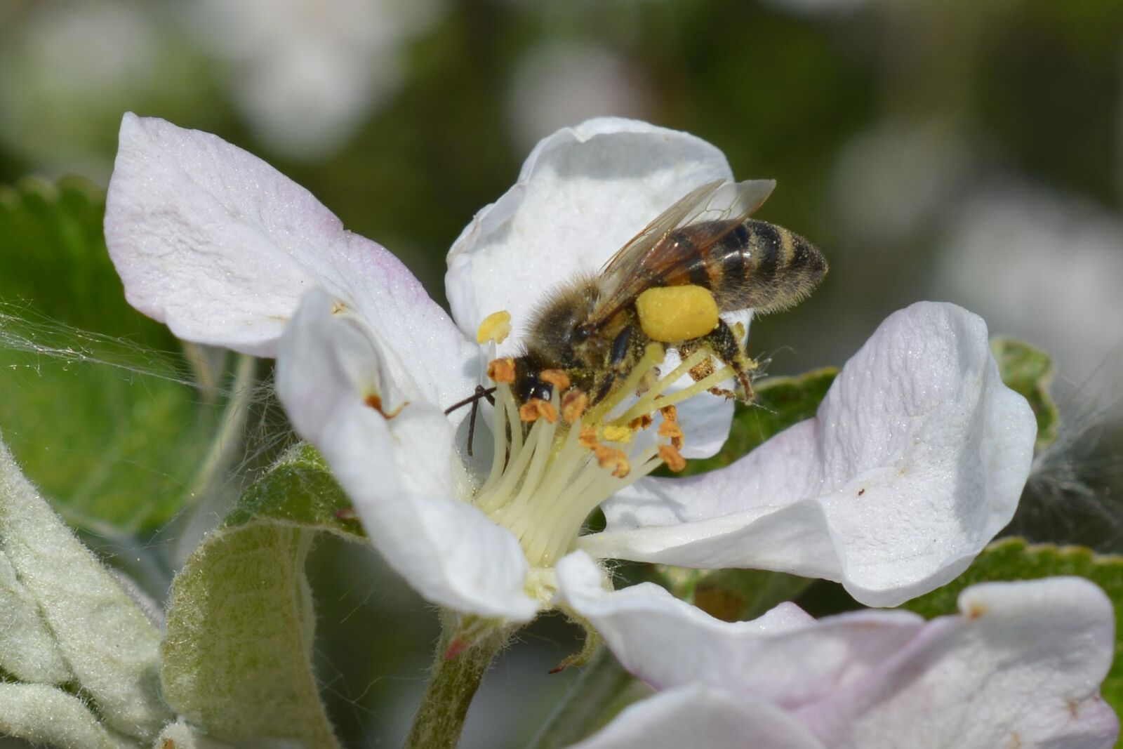 Nikon D7100 sample photo. Bee, pollensaeckchen, blossom photography