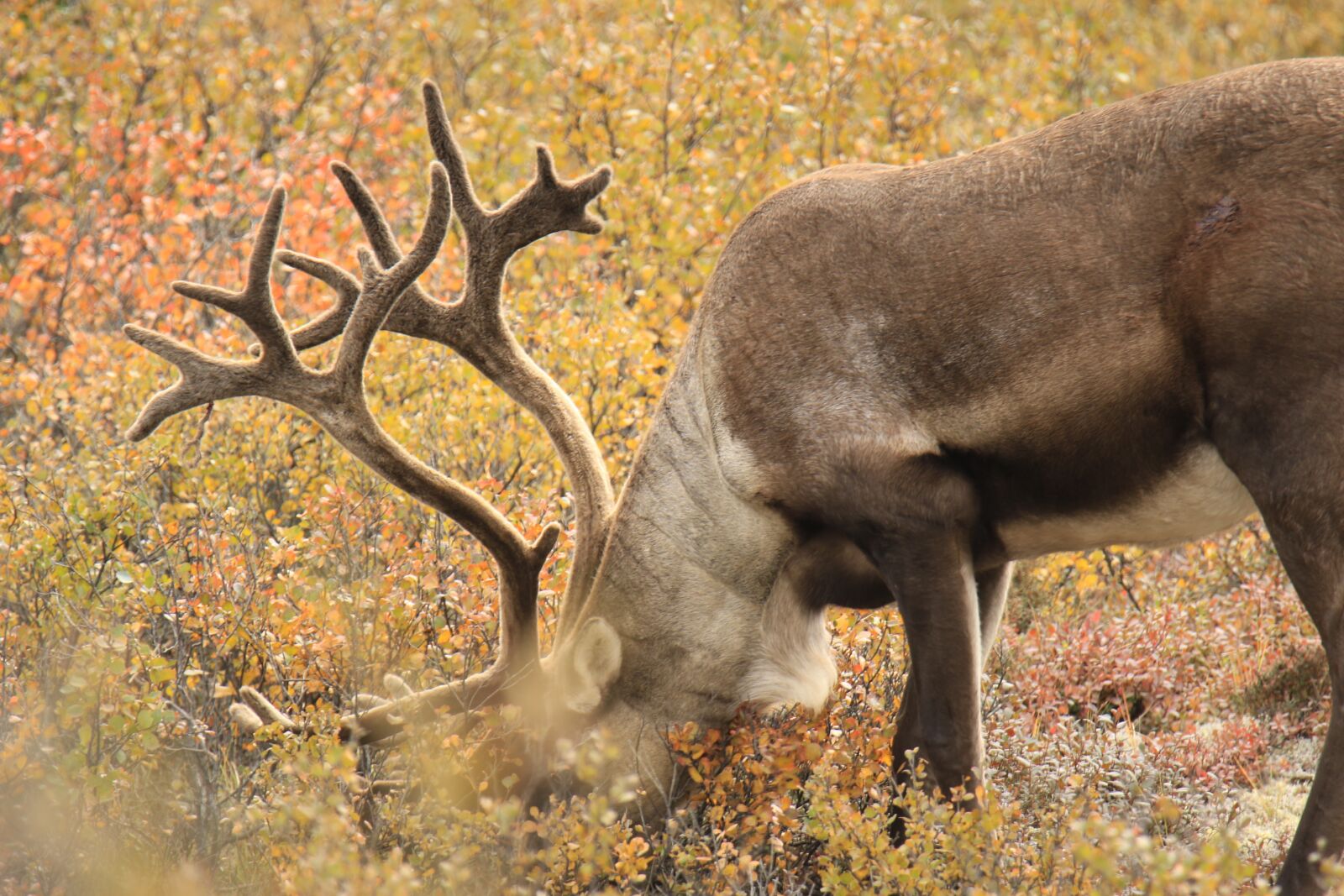 Canon EOS 7D Mark II sample photo. Reindeer, caribou, wildlife photography
