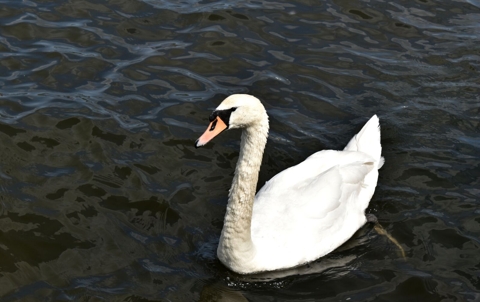 Nikon D5600 sample photo. Swan, animal, nature photography