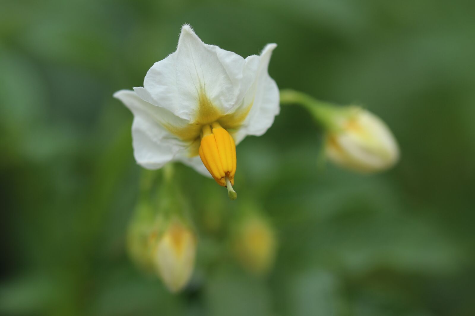 Canon EOS 7D Mark II sample photo. Flowers, plants, flower gardens photography