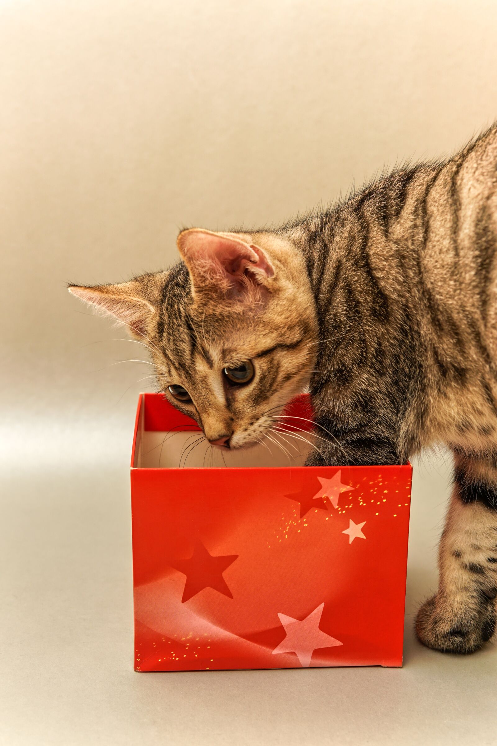 30mm F1.4 DC DN | Contemporary 016 sample photo. Christmas, gift, cardboard photography