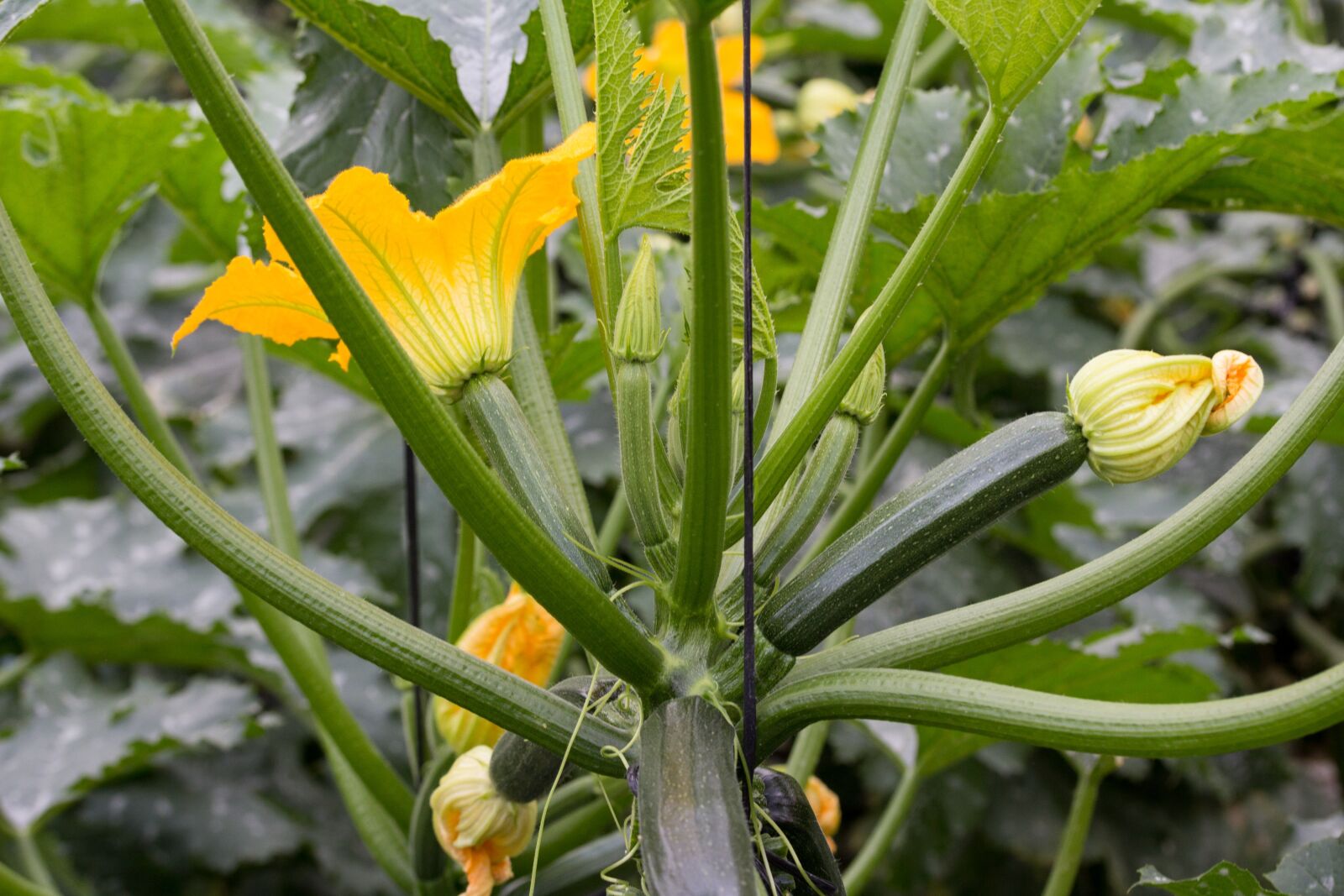 Canon EF-S 60mm F2.8 Macro USM sample photo. Zucchini, vegetable, vegetables photography
