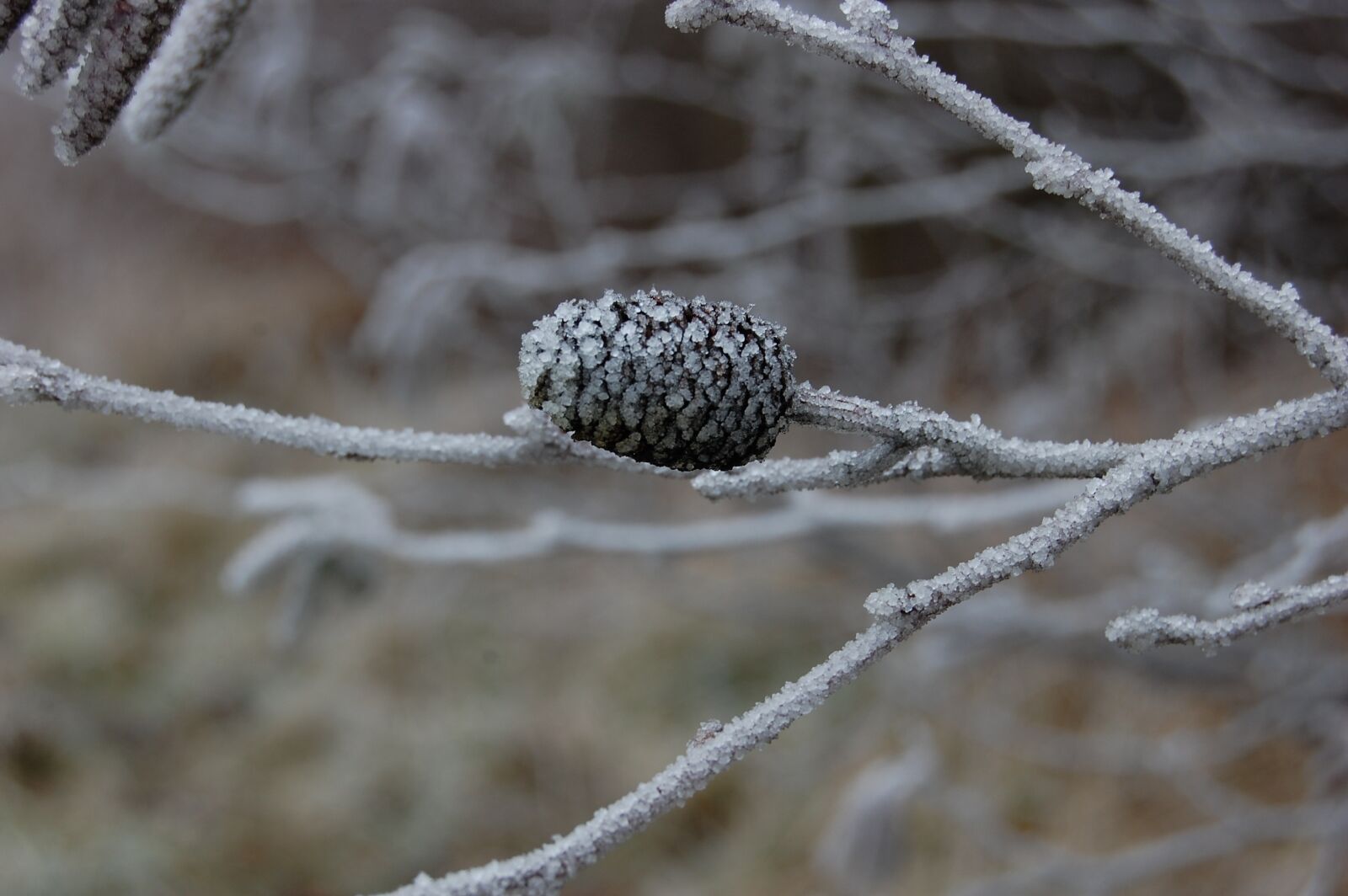 Nikon D40 sample photo. Pinecone, gel, frozen photography