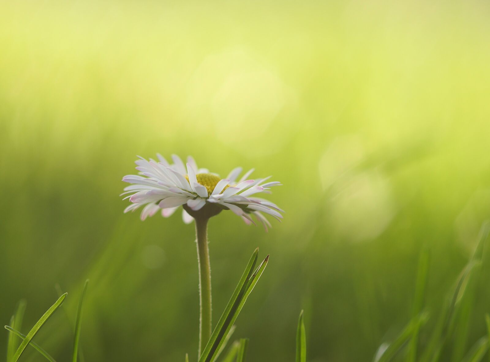 Sony SLT-A77 sample photo. Daisy, meadow, flowers photography