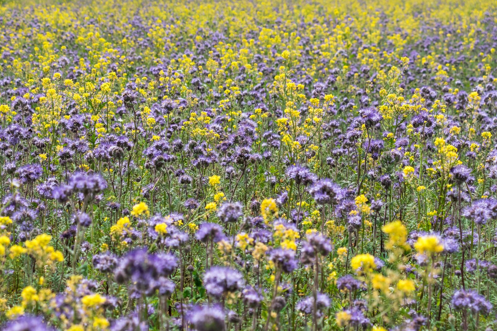 Canon PowerShot G3 X sample photo. Phacelia, bees, flower strips photography