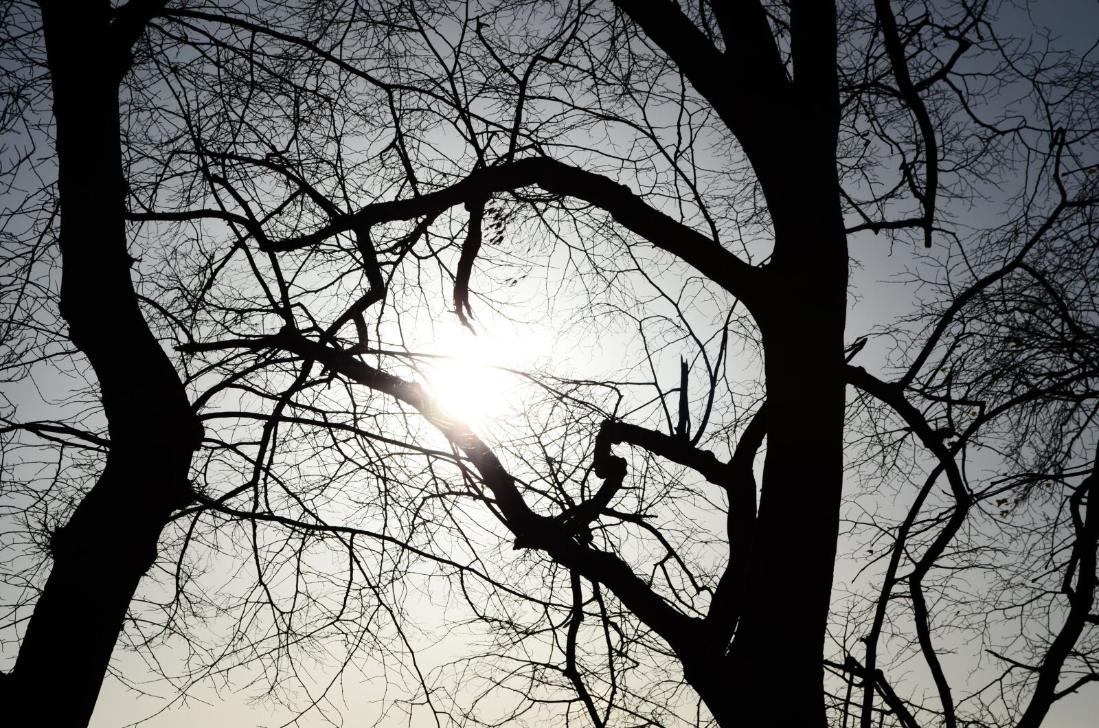 Nikon D5100 sample photo. Tree, sun, nature photography