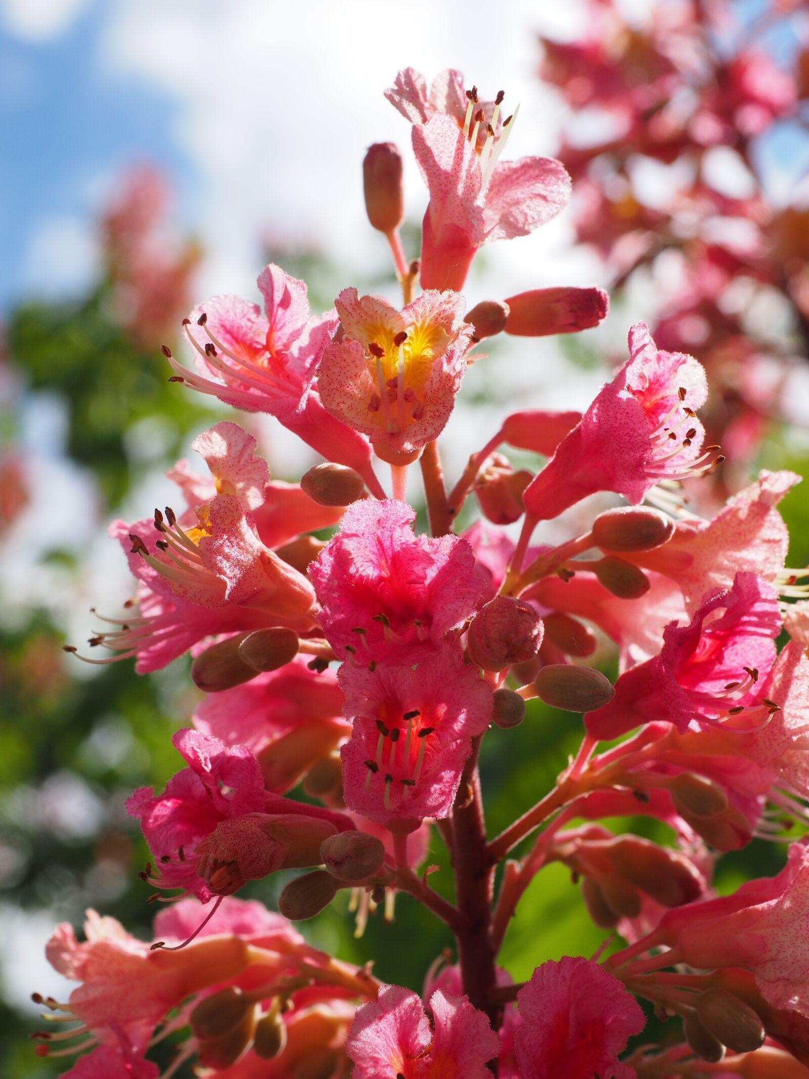 Olympus OM-D E-M1 + Olympus M.Zuiko Digital ED 12-40mm F2.8 Pro sample photo. Blossom, bloom, red photography