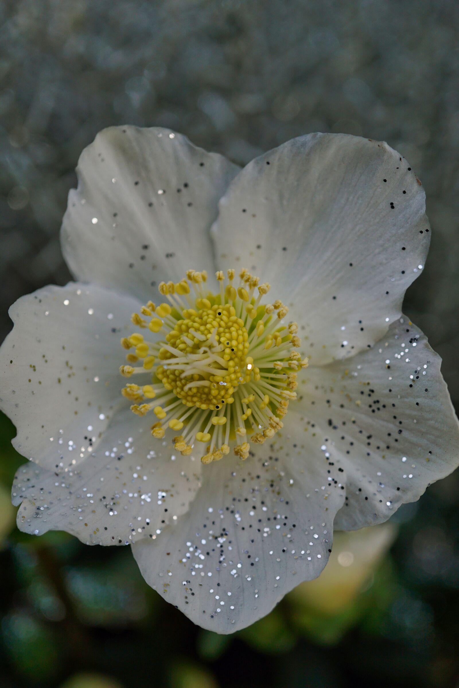 Sony a5100 sample photo. Christmas rose, white, glitter photography