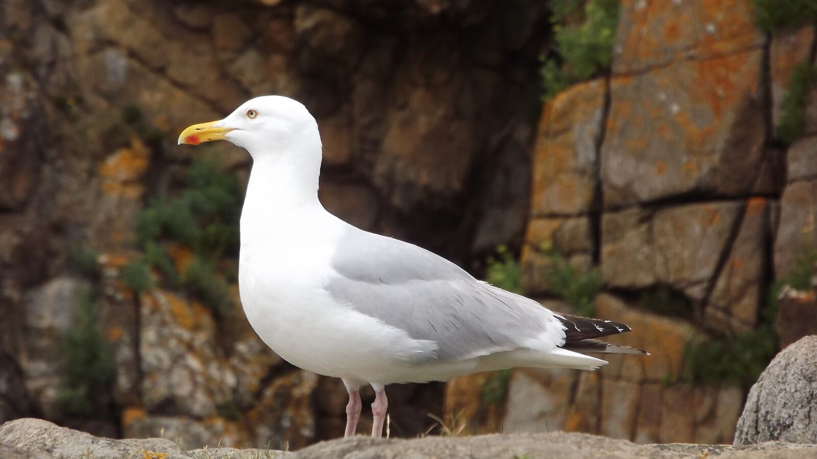 FujiFilm FinePix S4000 (FinePix S4050) sample photo. Seagull, sea ​​bird, birds photography