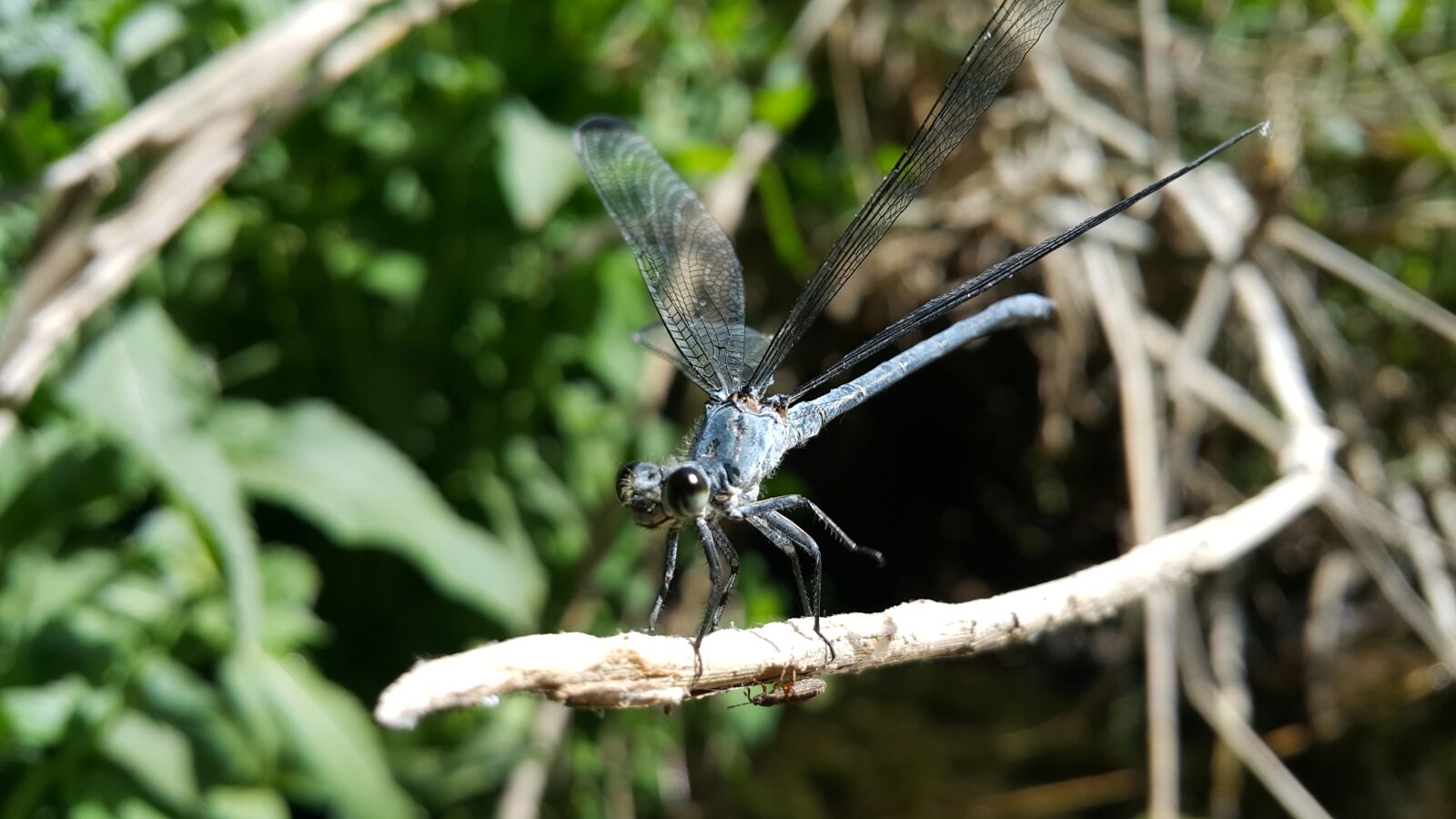 Samsung Galaxy Note4 sample photo. Dragonfly photography
