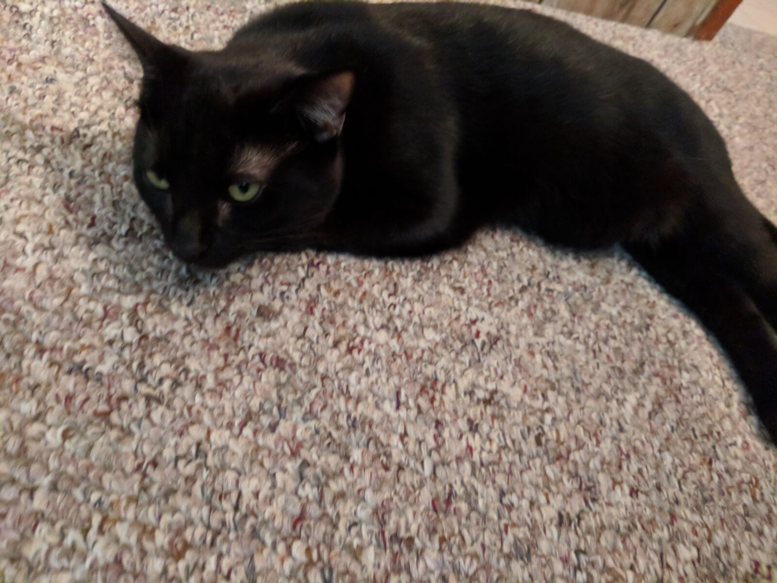 Google Pixel sample photo. Cat, black cat, catnap photography