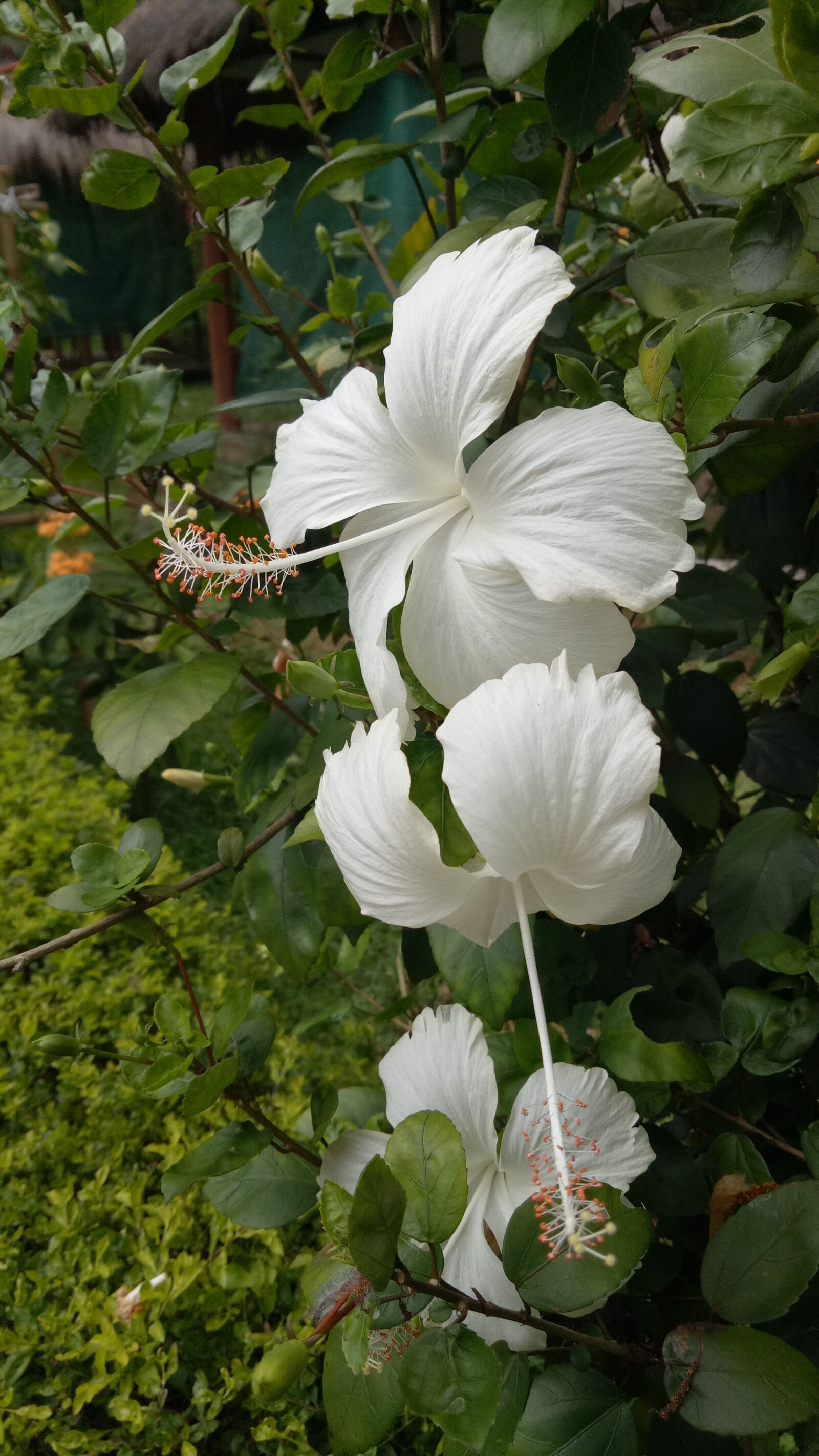 OPPO A1601 sample photo. Flora, white, plant photography