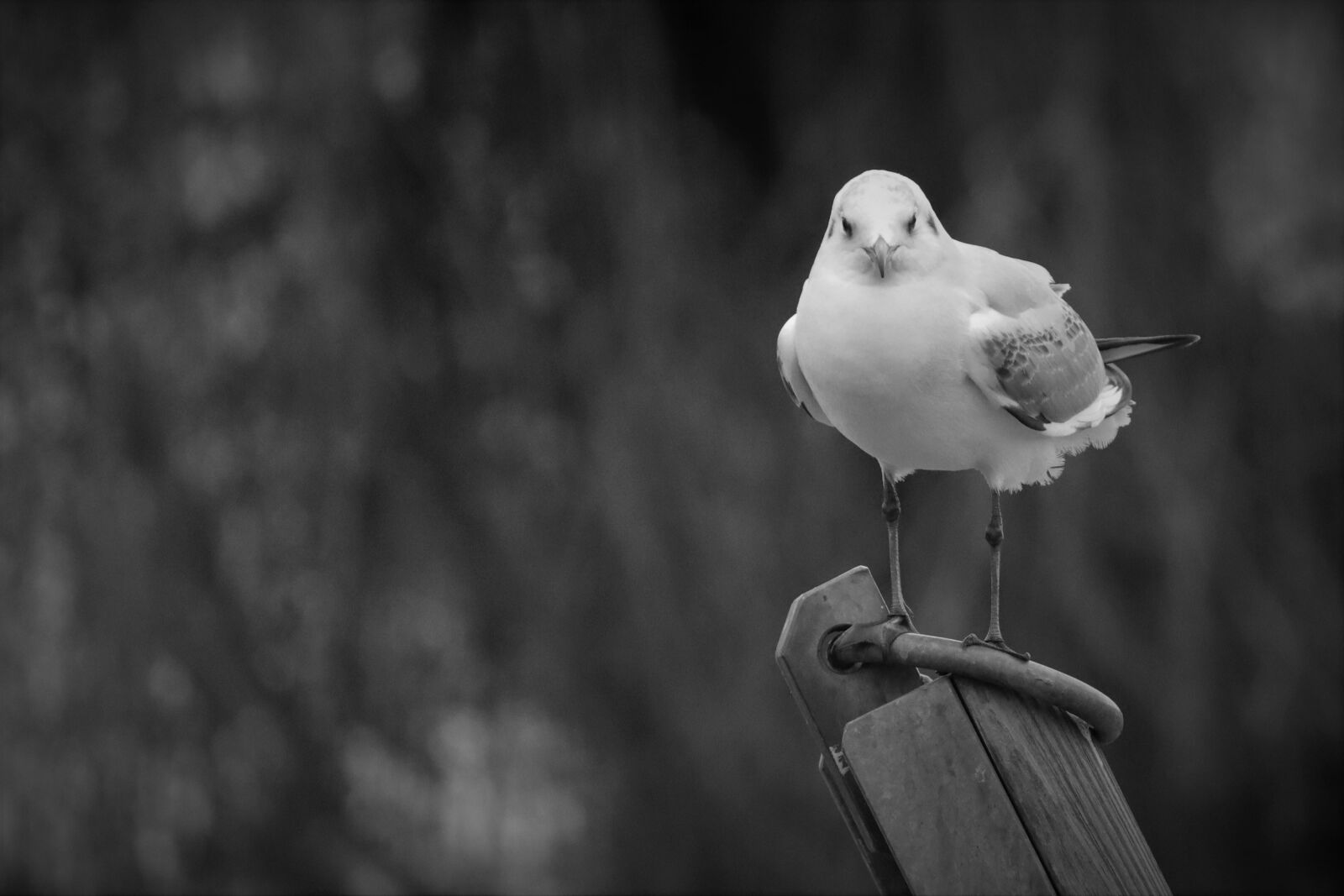 Canon EOS M50 (EOS Kiss M) + Canon EF-M 55-200mm F4.5-6.3 IS STM sample photo. Animal, bird, seagull photography